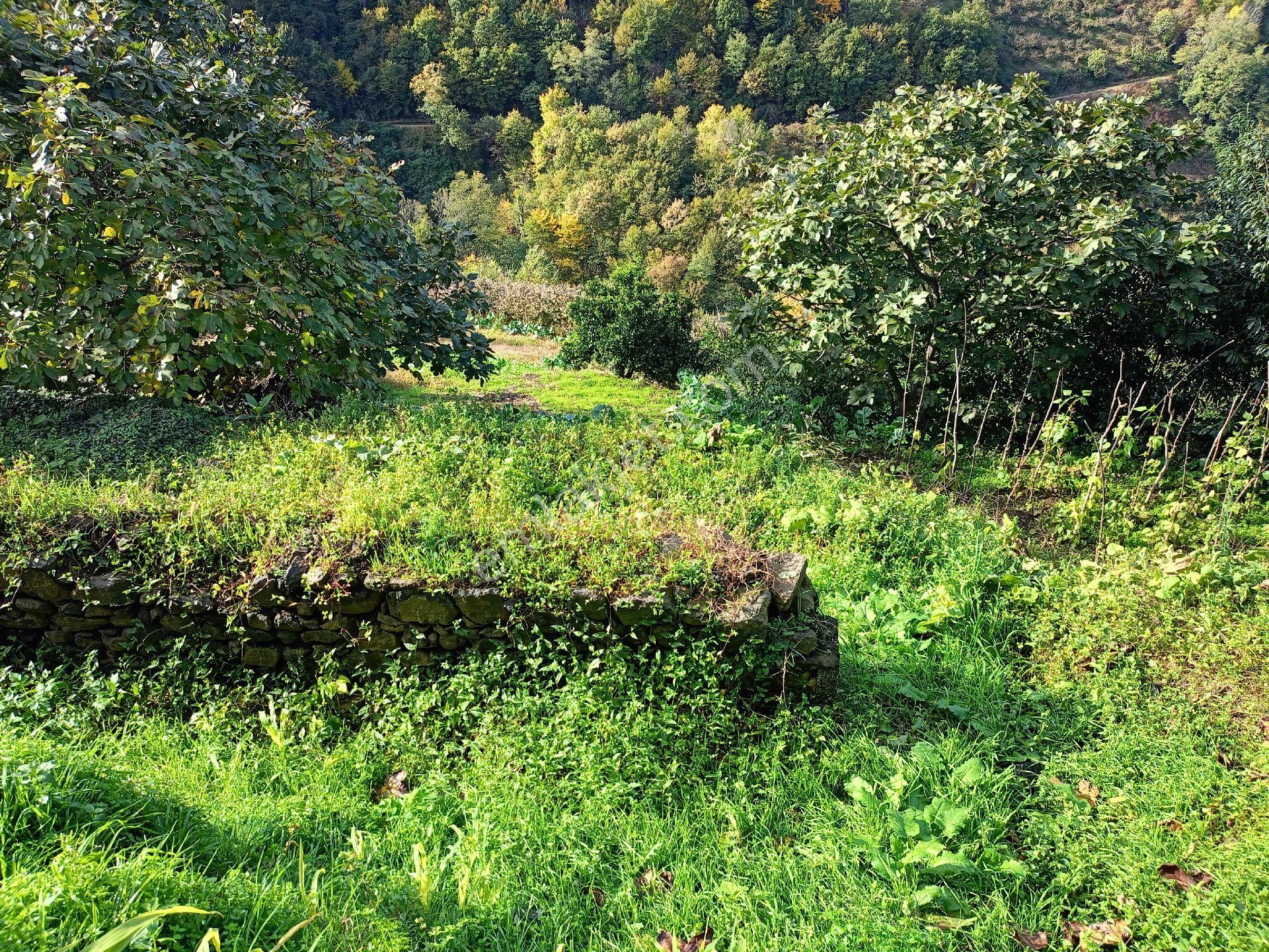 Akçaabat Mersin' De Deniz Manzaralı Satılık 8137 M2 Arazi Ve Müstakil Ev - Görsel 13