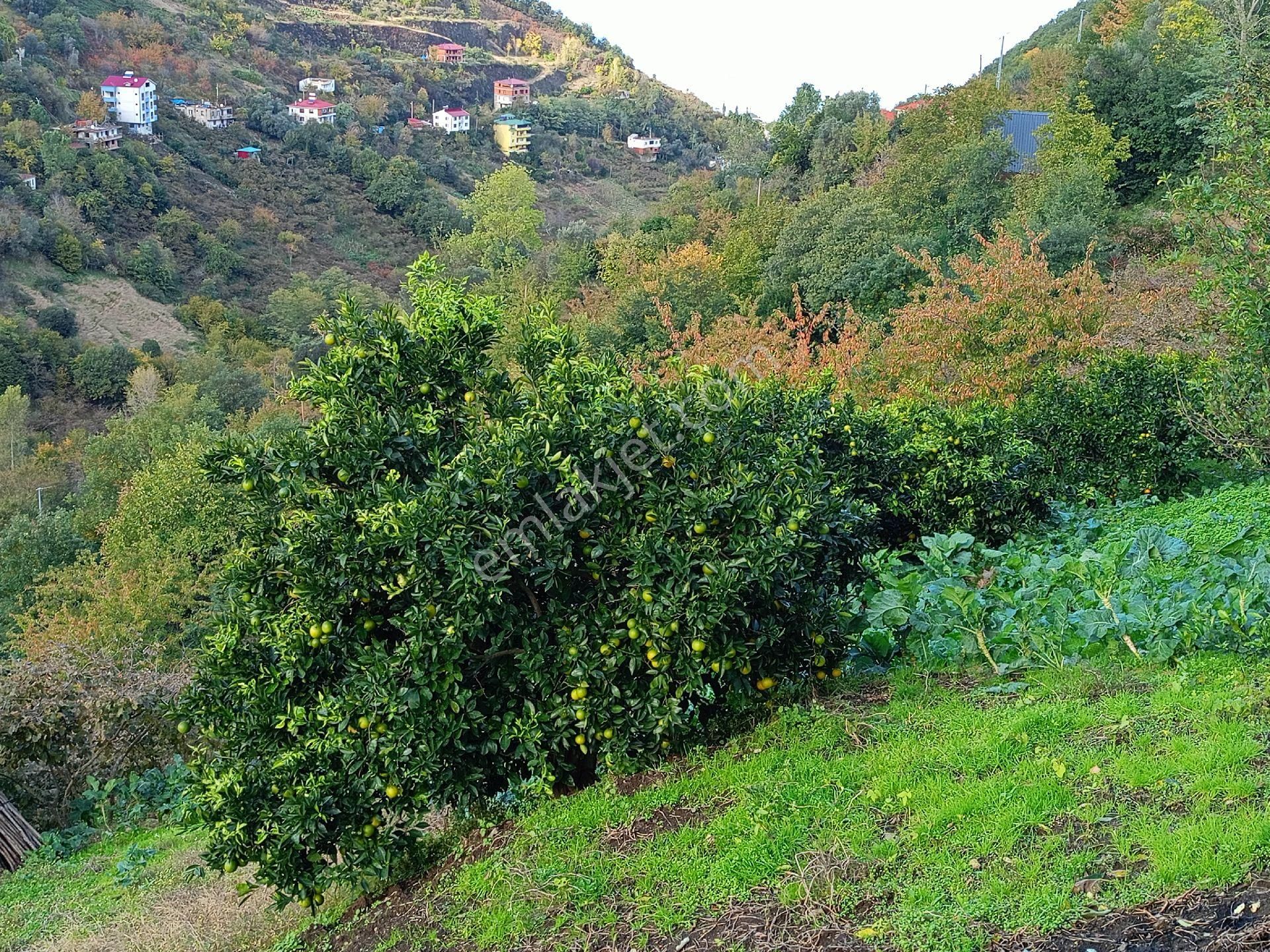 Akçaabat Mersin' De Deniz Manzaralı Satılık 8137 M2 Arazi Ve Müstakil Ev - Görsel 18