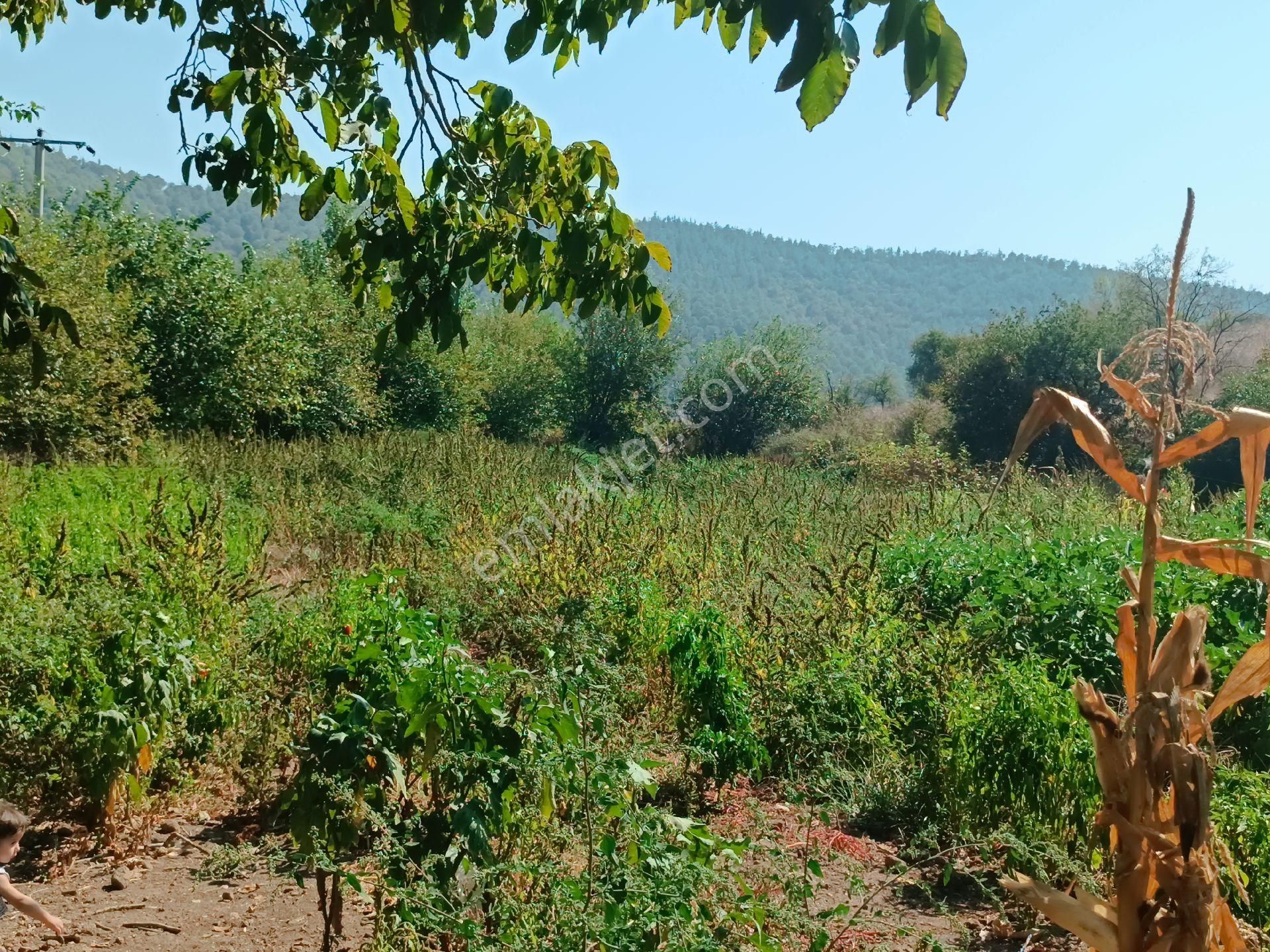 Susurluk Yıldız Satılık Tarla Sahibinden Harika Lokasyonunda Kadastrolu Yola 90 Metre Cephe