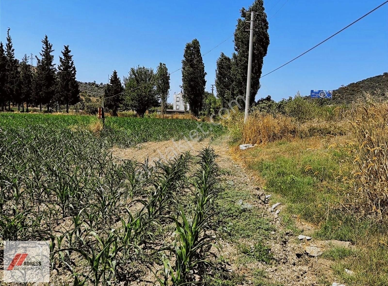 Milas-bodrum Anayoluna Sıfır Satılık Tarla - Görsel 4