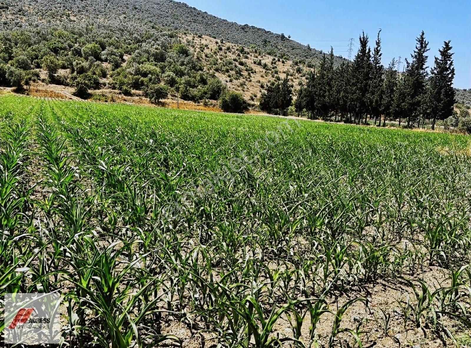 Milas-bodrum Anayoluna Sıfır Satılık Tarla - Görsel 3