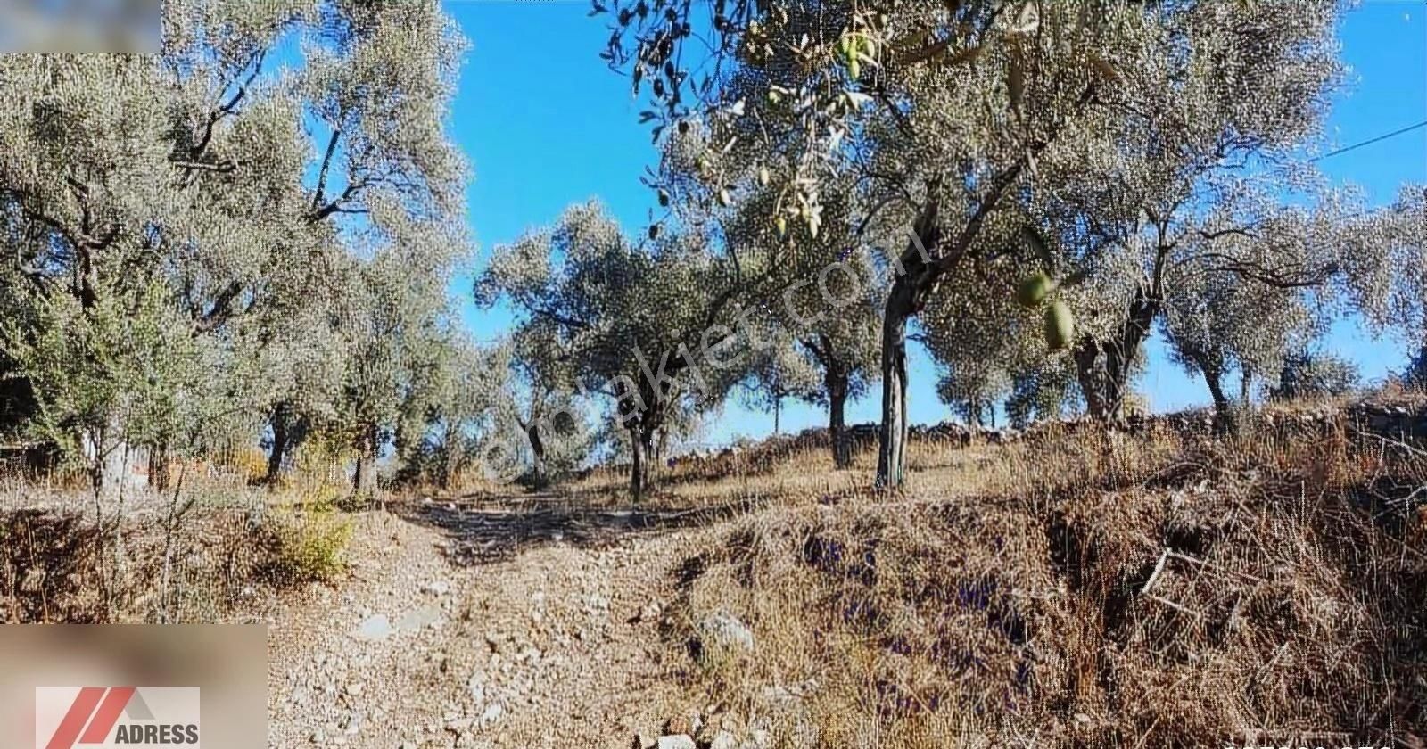 Milas Karacahisar Satılık Zeytinlik Milas Karacahisar Mah. Köy İçinde Satılık Zeytinlik