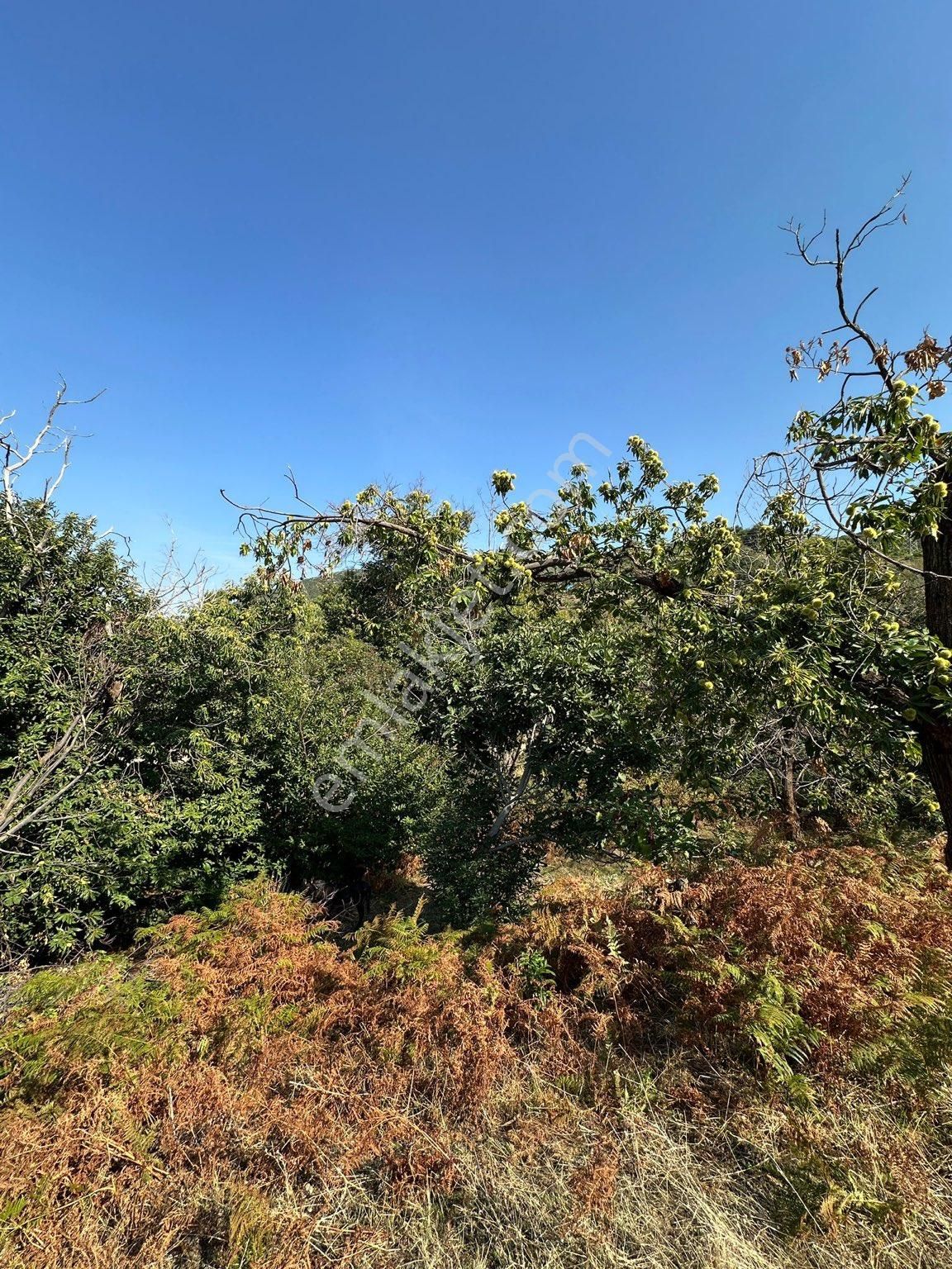 Akyörük Gayrimenkulden Satılık Tarla - Görsel 9