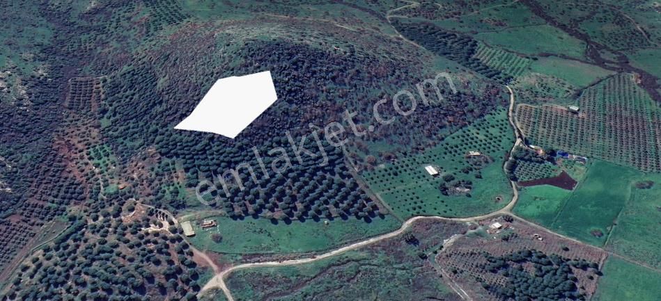 Dikili Güven Emlak'tan Salimbey Mahallesinde Kupon Yatırım Fırsatı ! - Görsel 4