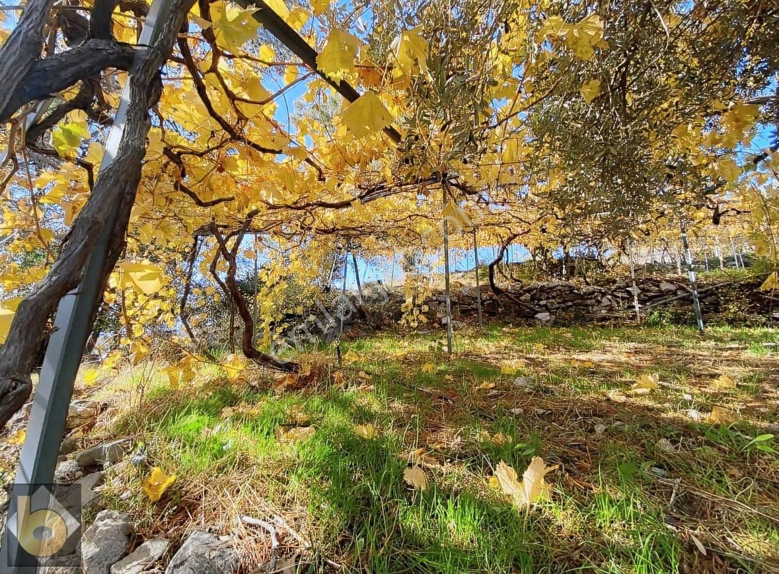 Seydikemer Arsaköy Satılık Tarla Muğla Fethiye Seydikemer Arsa Köyünde Satılık Tarla