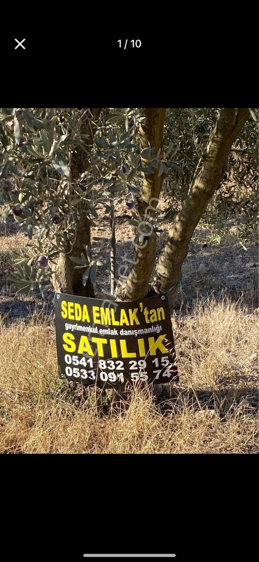 Akhisar Yenice Satılık Zeytinlik SEDA GAYRİMENKUL’DEN MANİSA/ AKHİSAR/ YENİCEKÖY MAHALLESİ’NDE SATILIK TİCARİ İMARLI ARSA