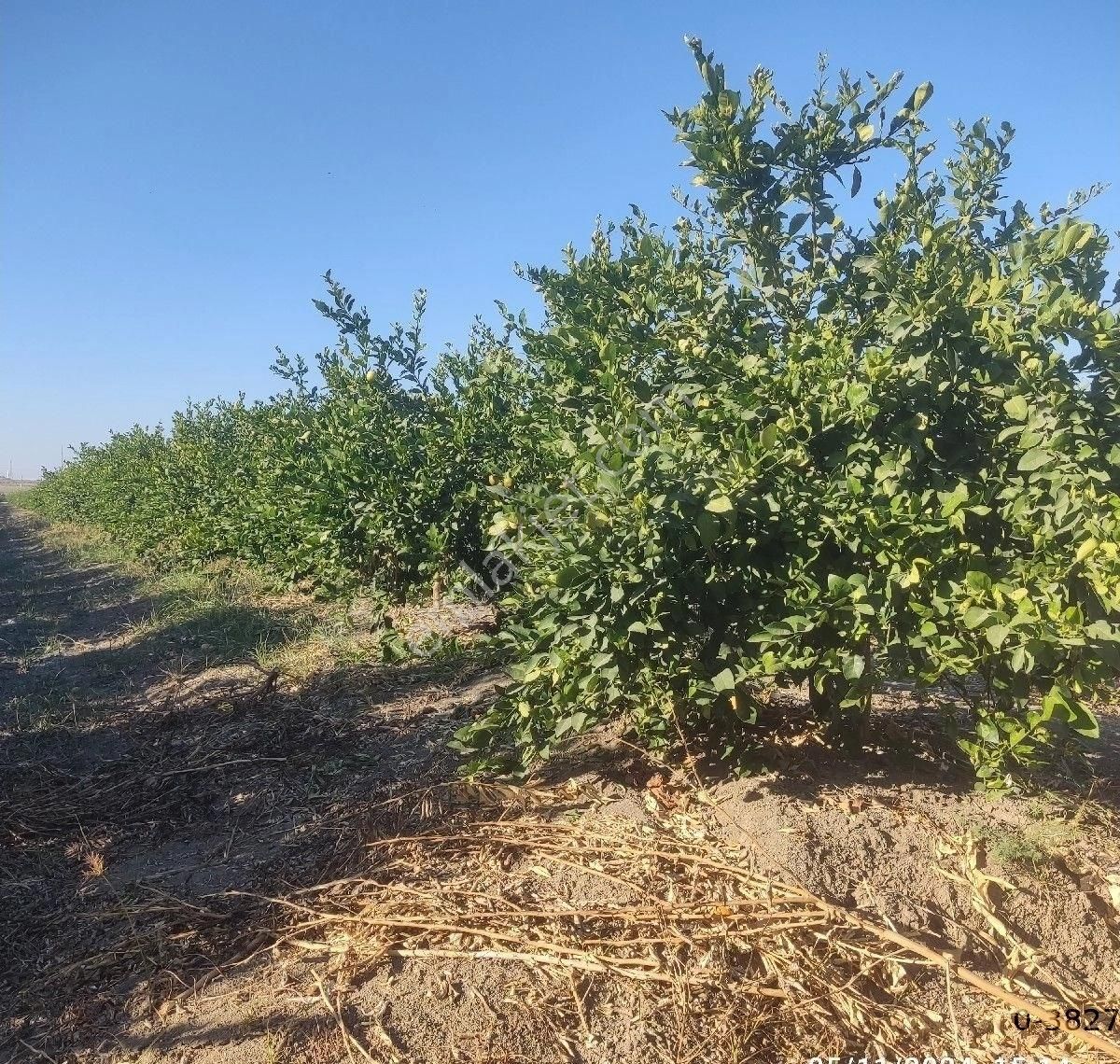 Yüreğir Alihocalı Satılık Bağ & Bahçe Adana Yüreğir Satılık Narenciye Bahçesi