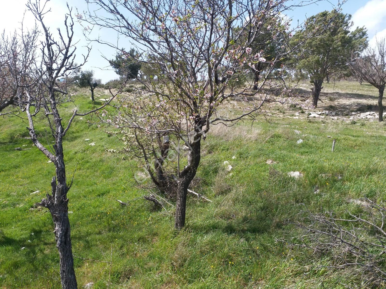 Gömeç Kumgedik Satılık Konut İmarlı BÖLGENİN CAZİBE MERKEZİ KUMGEDİKTE 460 M2 İMARLI KÖŞE BAŞI KUPON ARSA