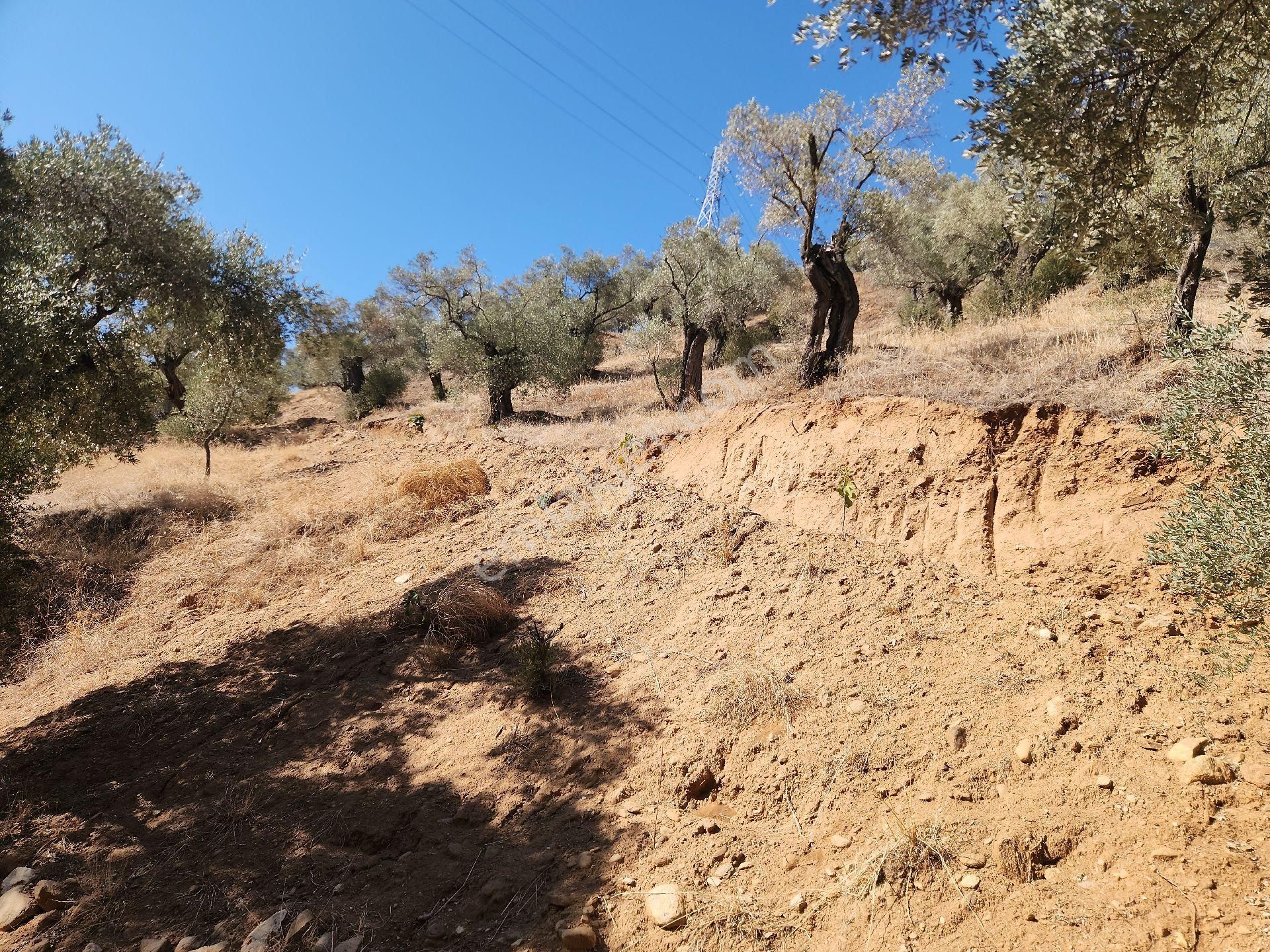 Sahibinden Nazilli Ocakli Mah Bakimli Yetiskin Zeytin Ağaçları 3800 M2 Fiyat Düştü - Görsel 12