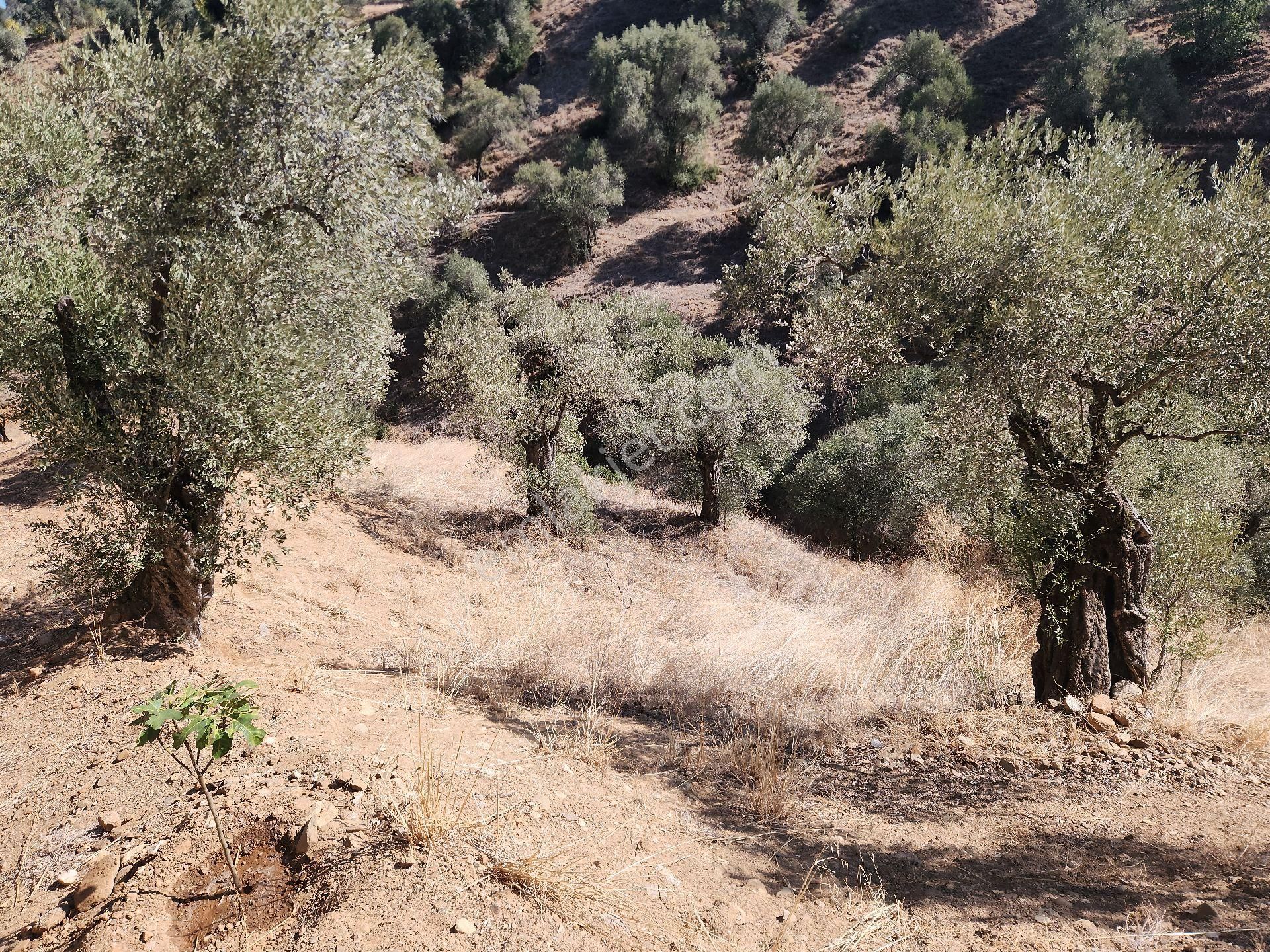 Sahibinden Nazilli Ocakli Mah Bakimli Yetiskin Zeytin Ağaçları 3800 M2 Fiyat Düştü - Görsel 8