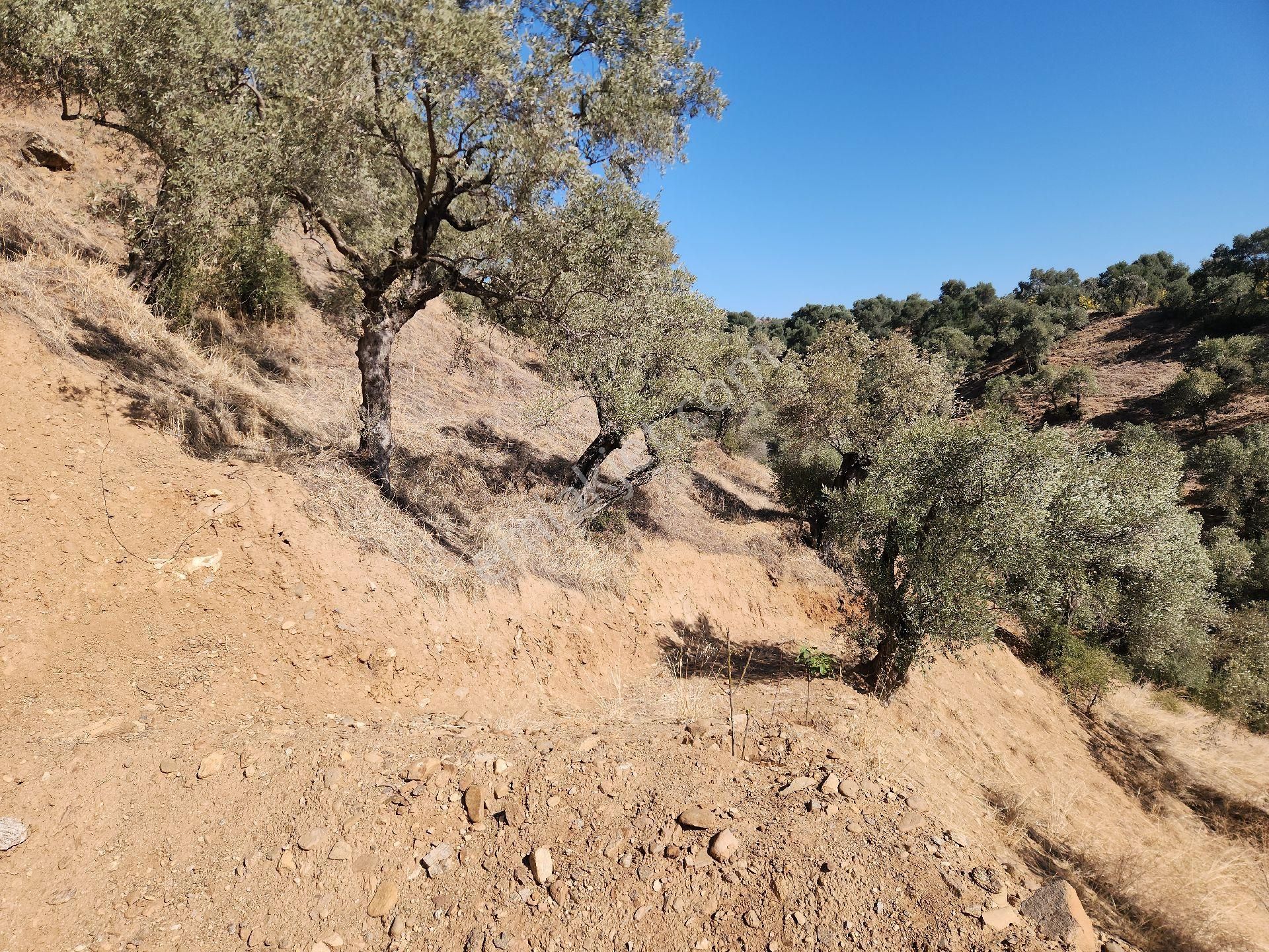 Sahibinden Nazilli Ocakli Mah Bakimli Yetiskin Zeytin Ağaçları 3800 M2 Fiyat Düştü - Görsel 3