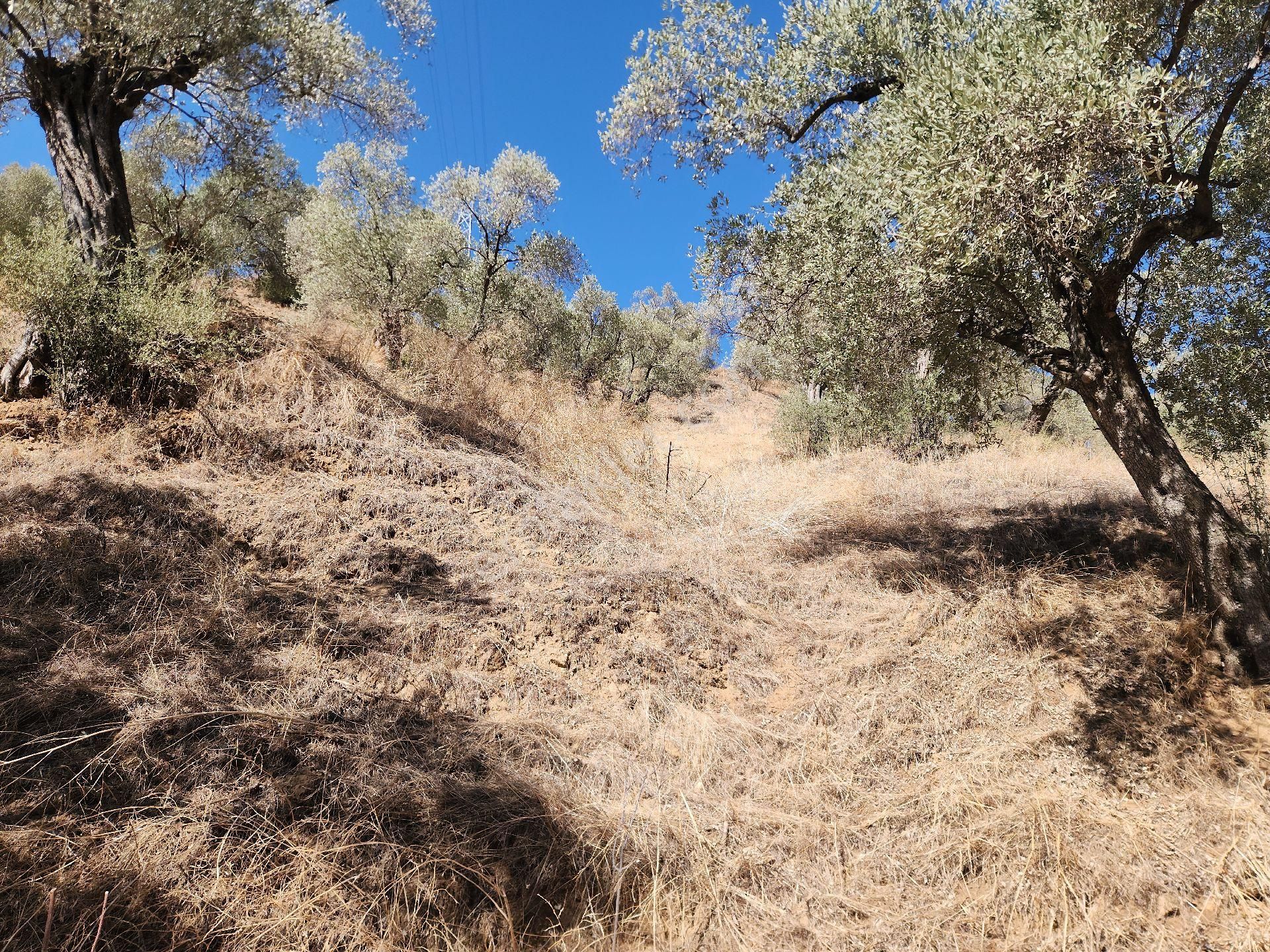 Sahibinden Nazilli Ocakli Mah Bakimli Yetiskin Zeytin Ağaçları 3800 M2 Fiyat Düştü - Görsel 13