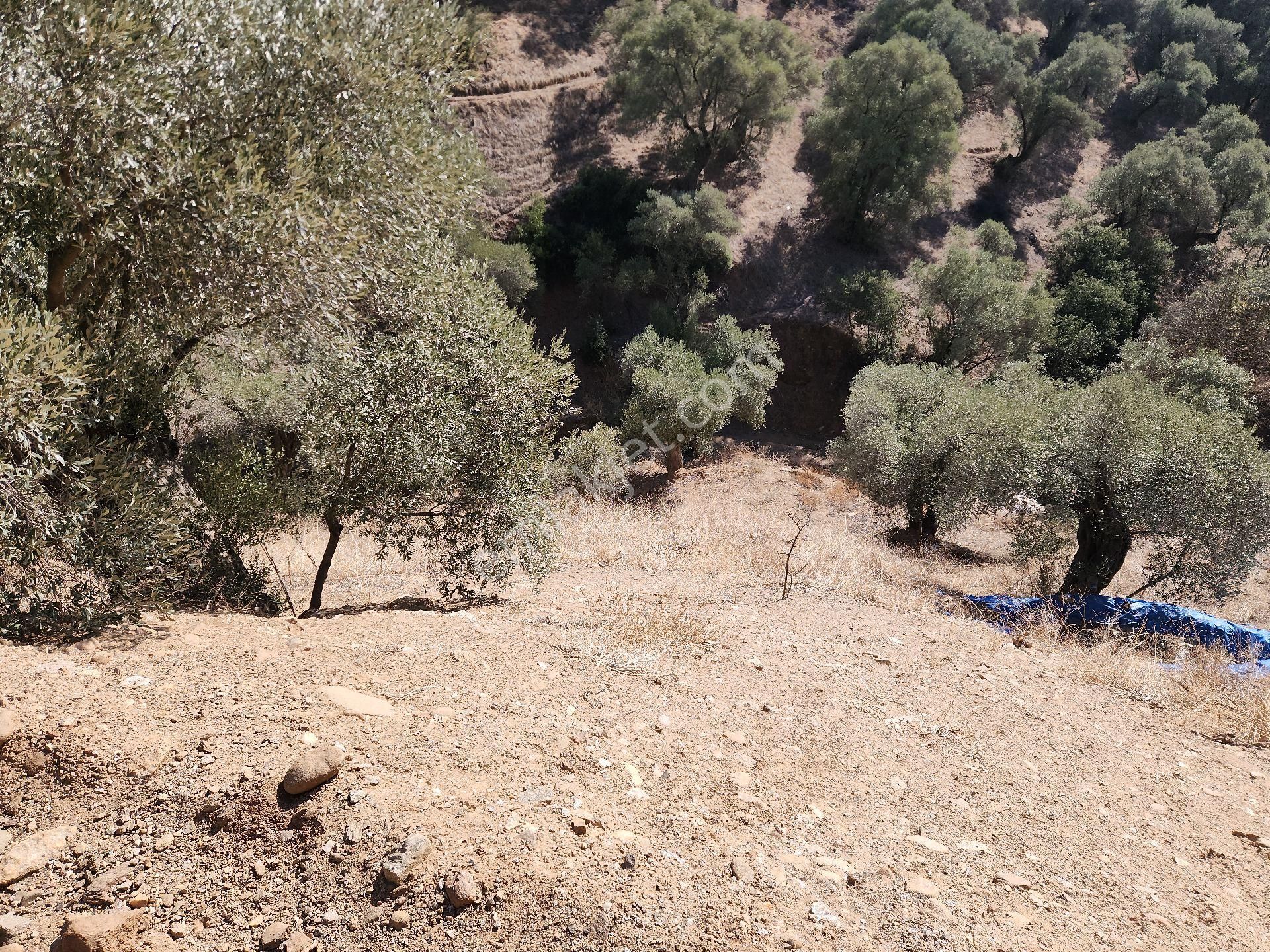Sahibinden Nazilli Ocakli Mah Bakimli Yetiskin Zeytin Ağaçları 3800 M2 Fiyat Düştü - Görsel 6