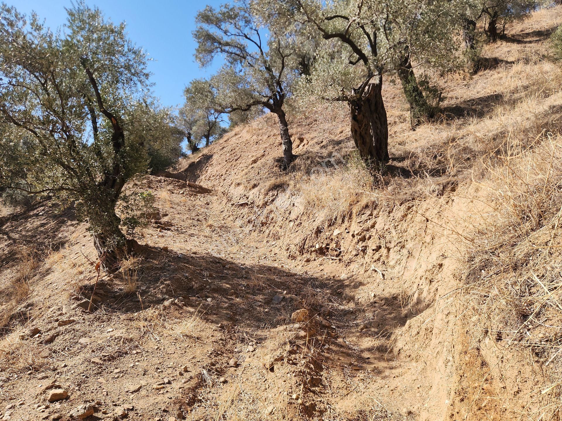 Sahibinden Nazilli Ocakli Mah Bakimli Yetiskin Zeytin Ağaçları 3800 M2 Fiyat Düştü - Görsel 9