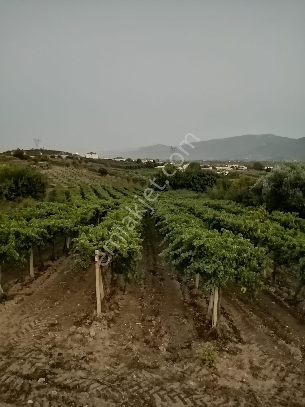 Pamukova Şeyhvarmaz Satılık Tarla yetişkin bakımlı üzüm bağı 