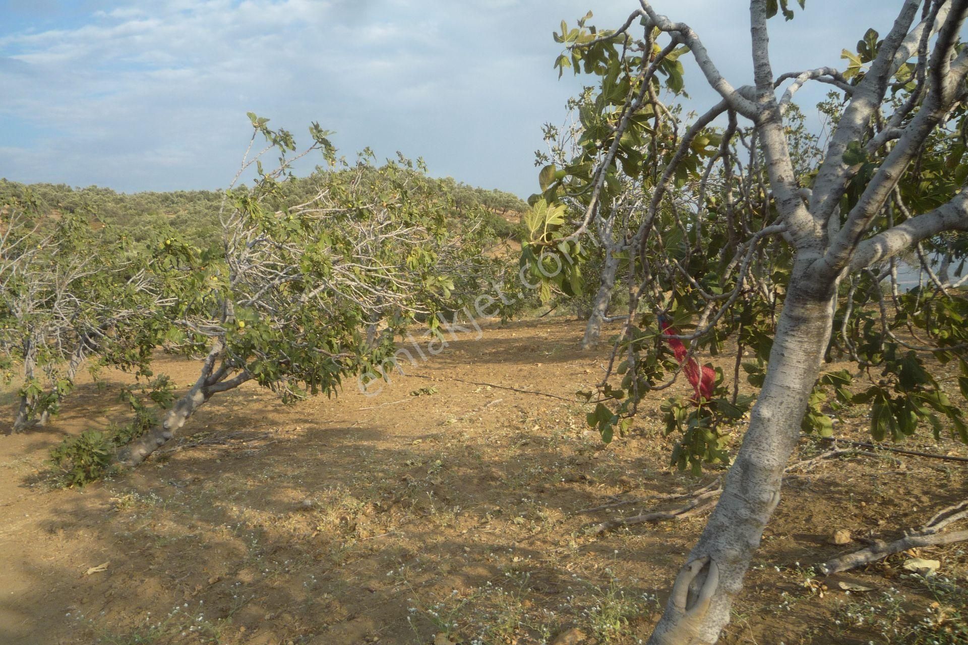 İzmir Torbalı Gold Emlaktan Satılık Harika Meyve Bahçesi - Görsel 33
