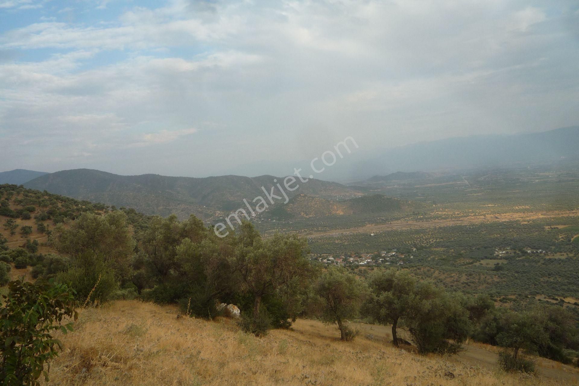 İzmir Torbalı Gold Emlaktan Satılık Harika Meyve Bahçesi - Görsel 10