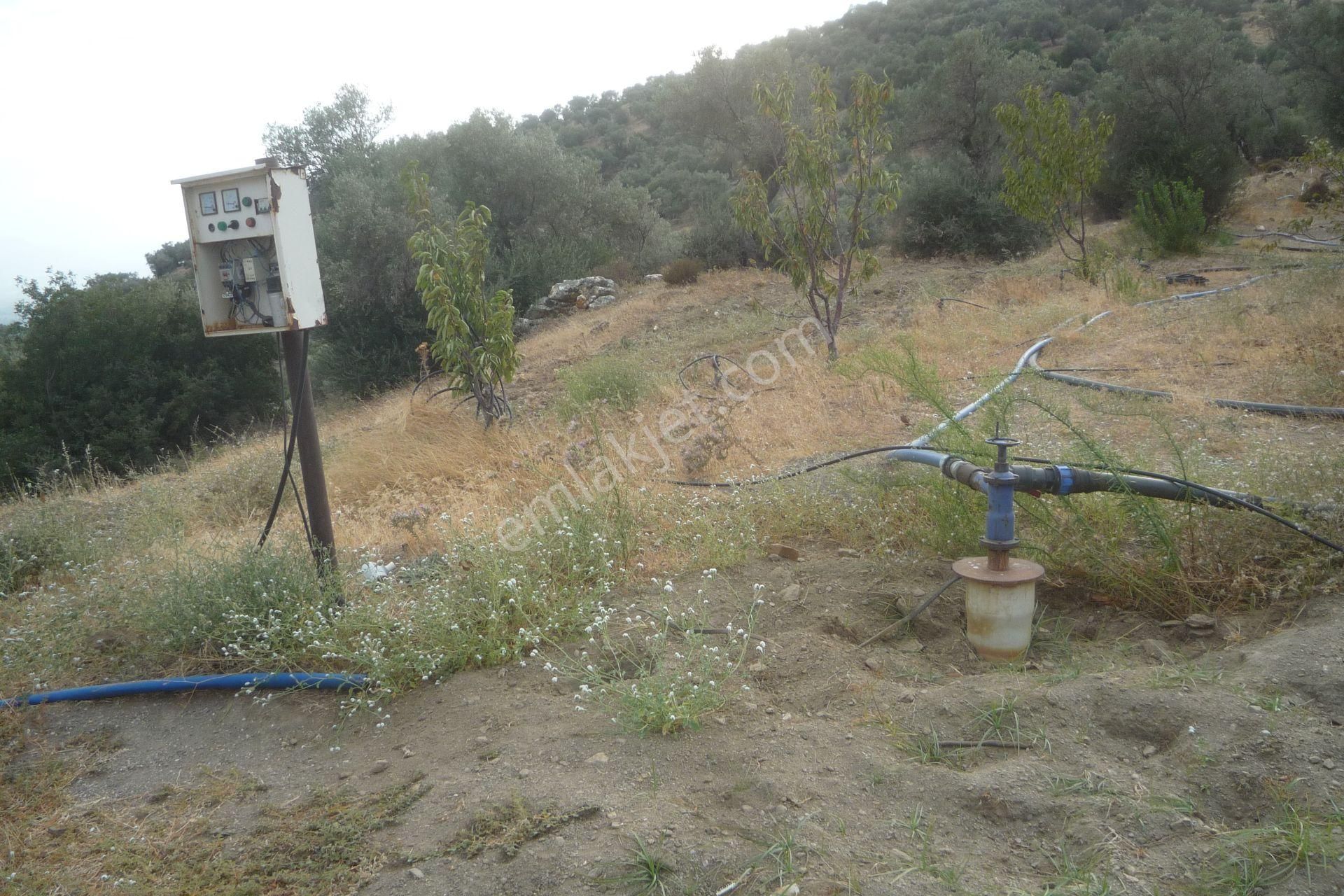 İzmir Torbalı Gold Emlaktan Satılık Harika Meyve Bahçesi - Görsel 2