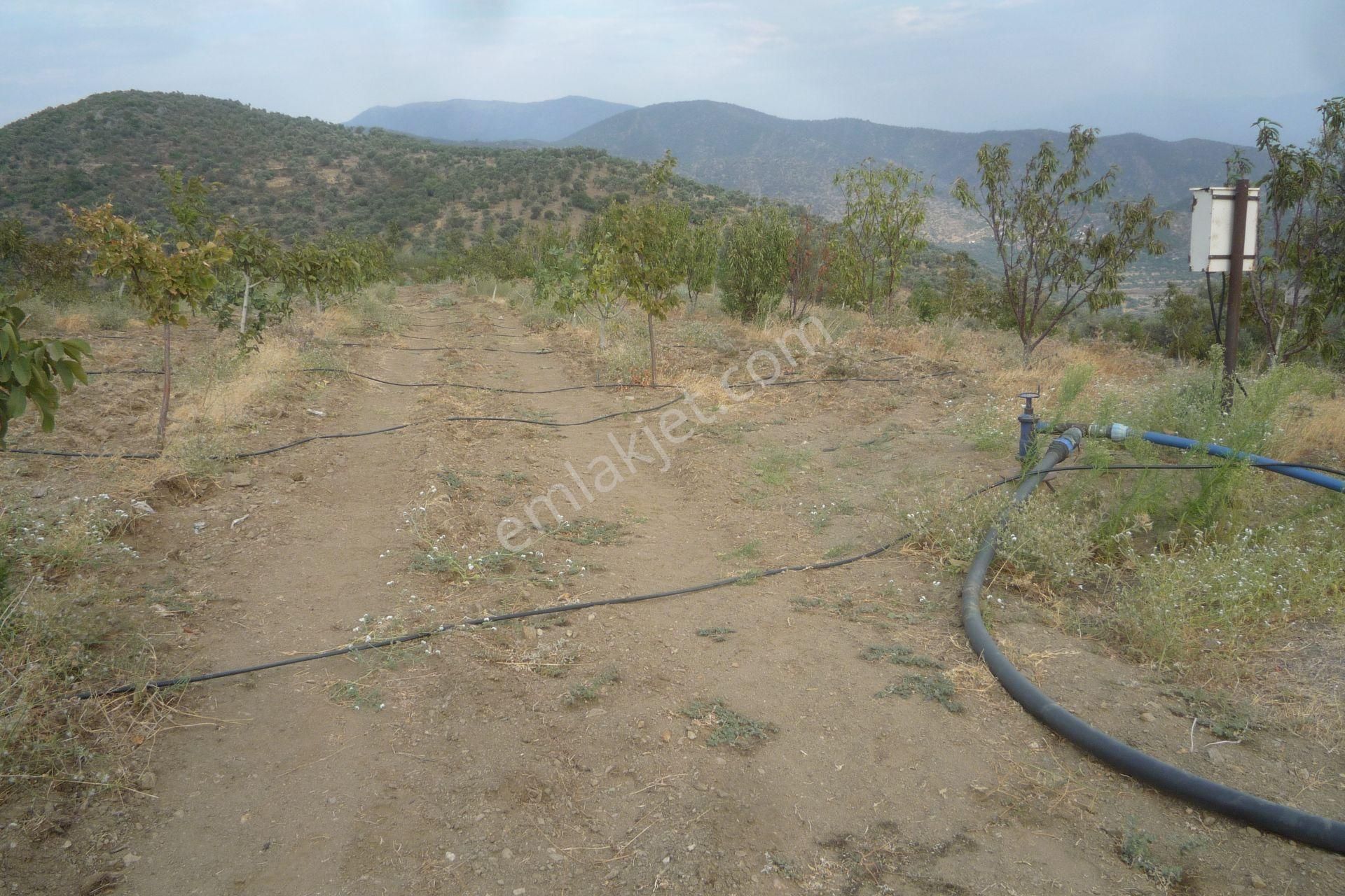 İzmir Torbalı Gold Emlaktan Satılık Harika Meyve Bahçesi - Görsel 3