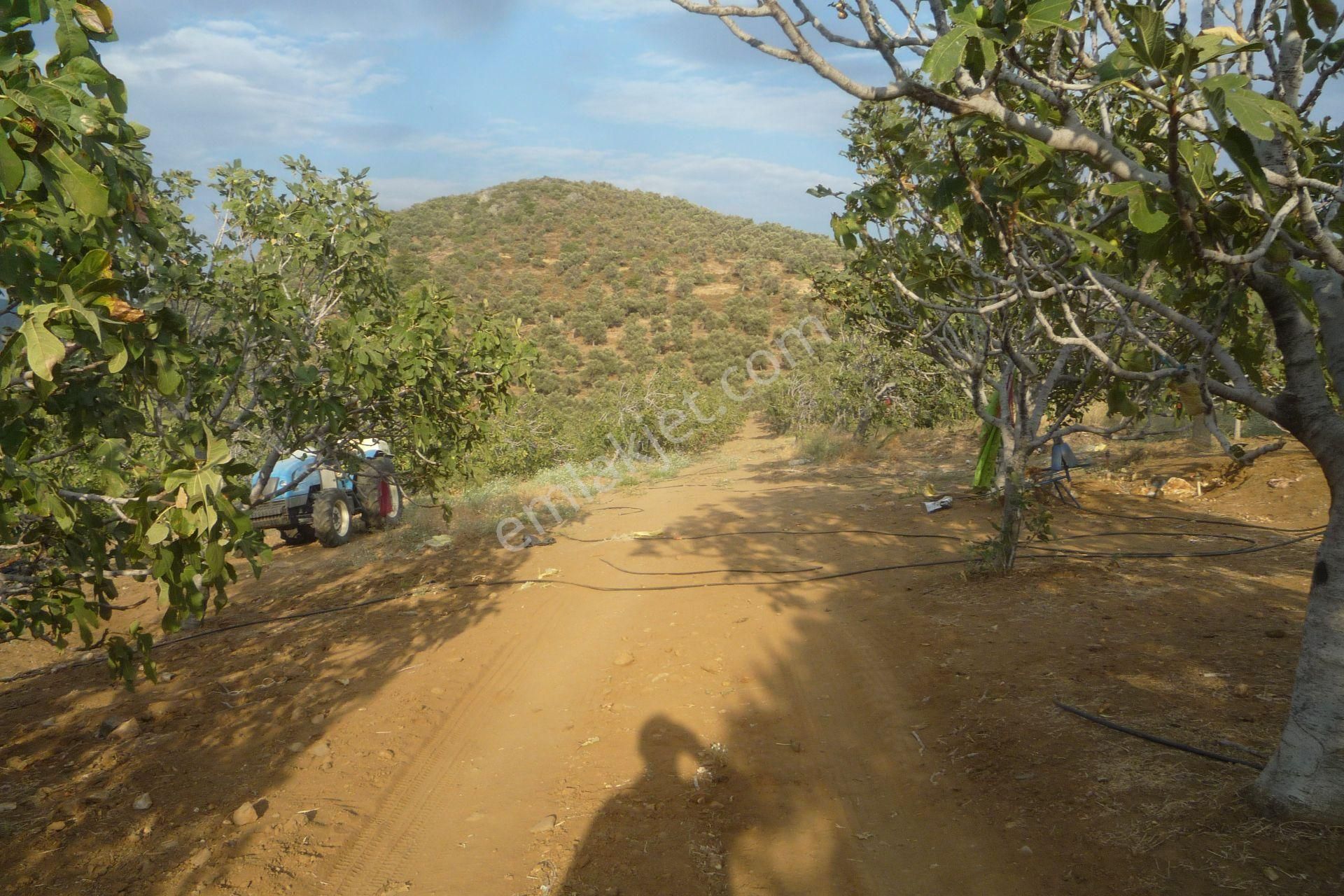 İzmir Torbalı Gold Emlaktan Satılık Harika Meyve Bahçesi - Görsel 28