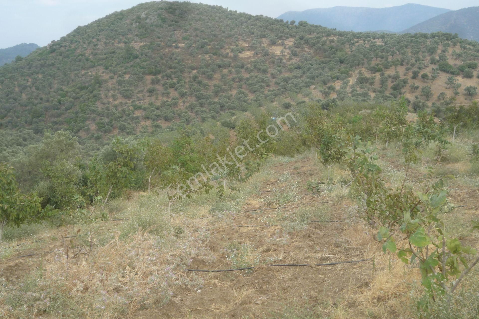 İzmir Torbalı Gold Emlaktan Satılık Harika Meyve Bahçesi - Görsel 5