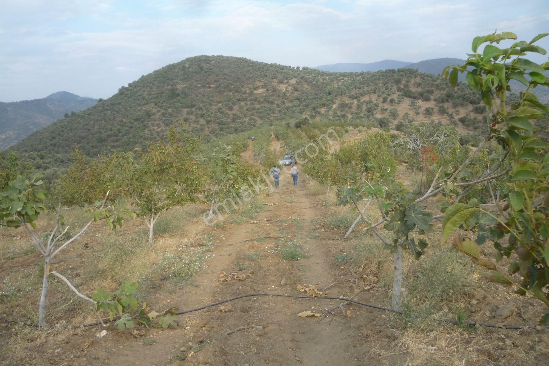 İzmir Torbalı Gold Emlaktan Satılık Harika Meyve Bahçesi - Görsel 17