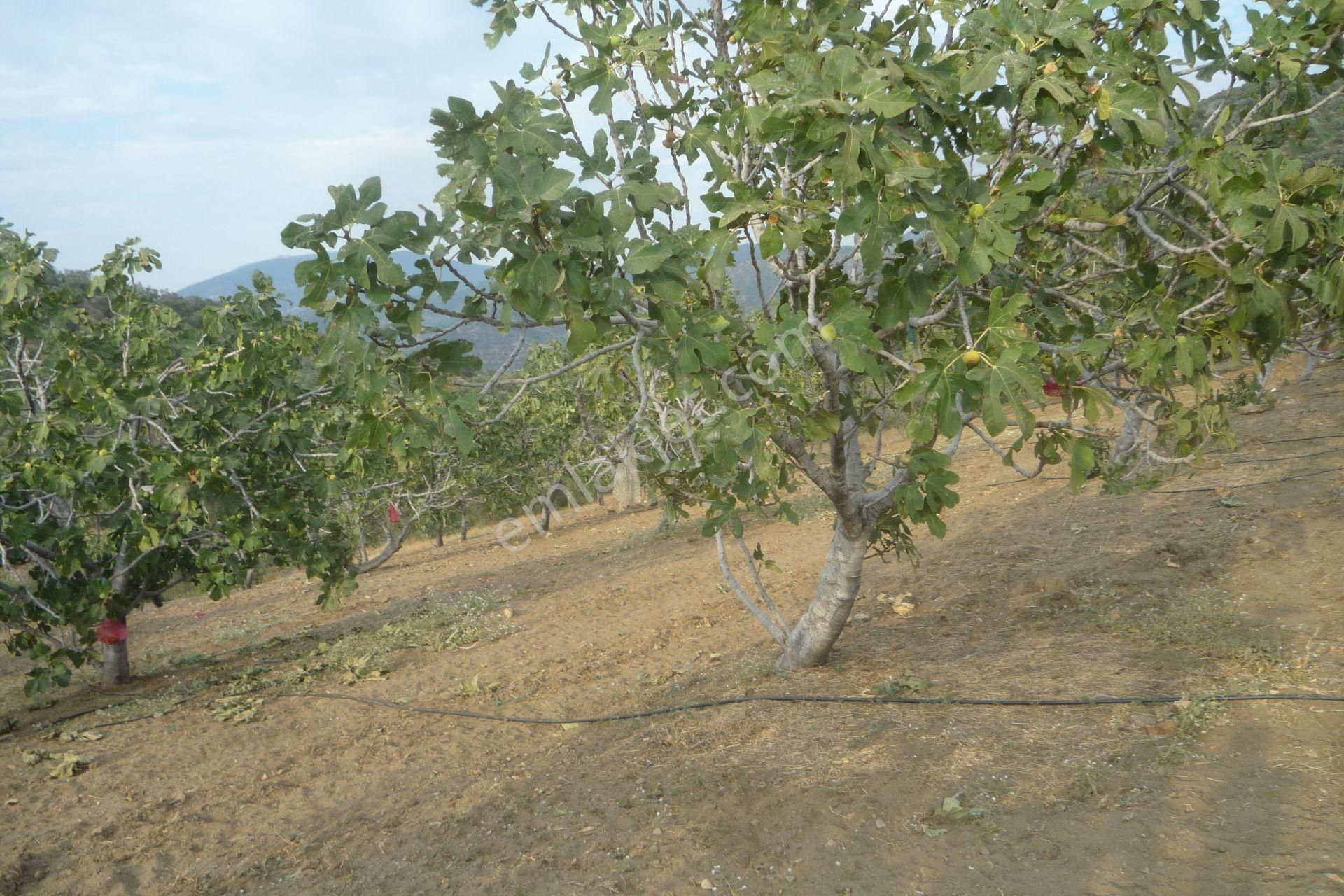 İzmir Torbalı Gold Emlaktan Satılık Harika Meyve Bahçesi - Görsel 24