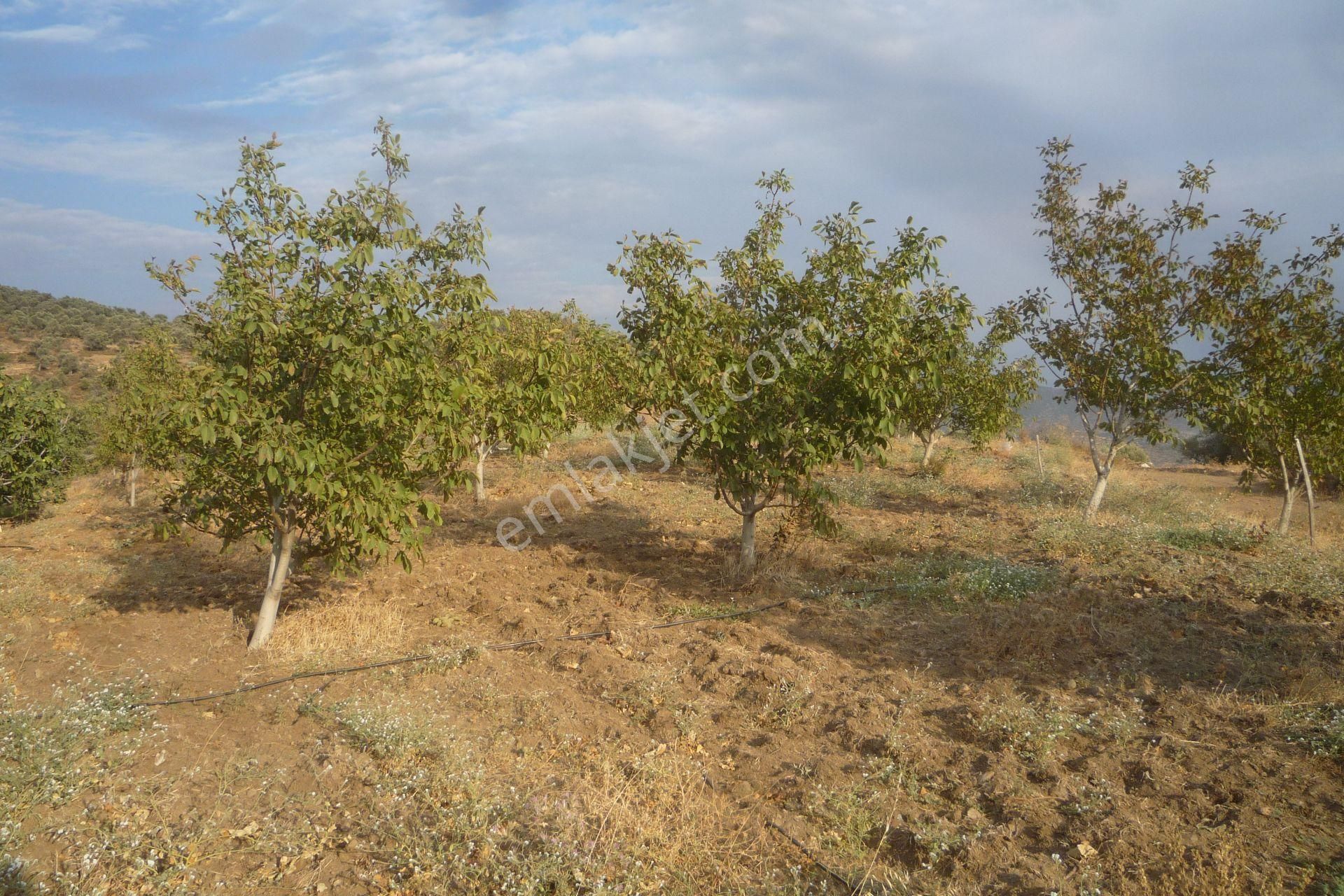 İzmir Torbalı Gold Emlaktan Satılık Harika Meyve Bahçesi - Görsel 26
