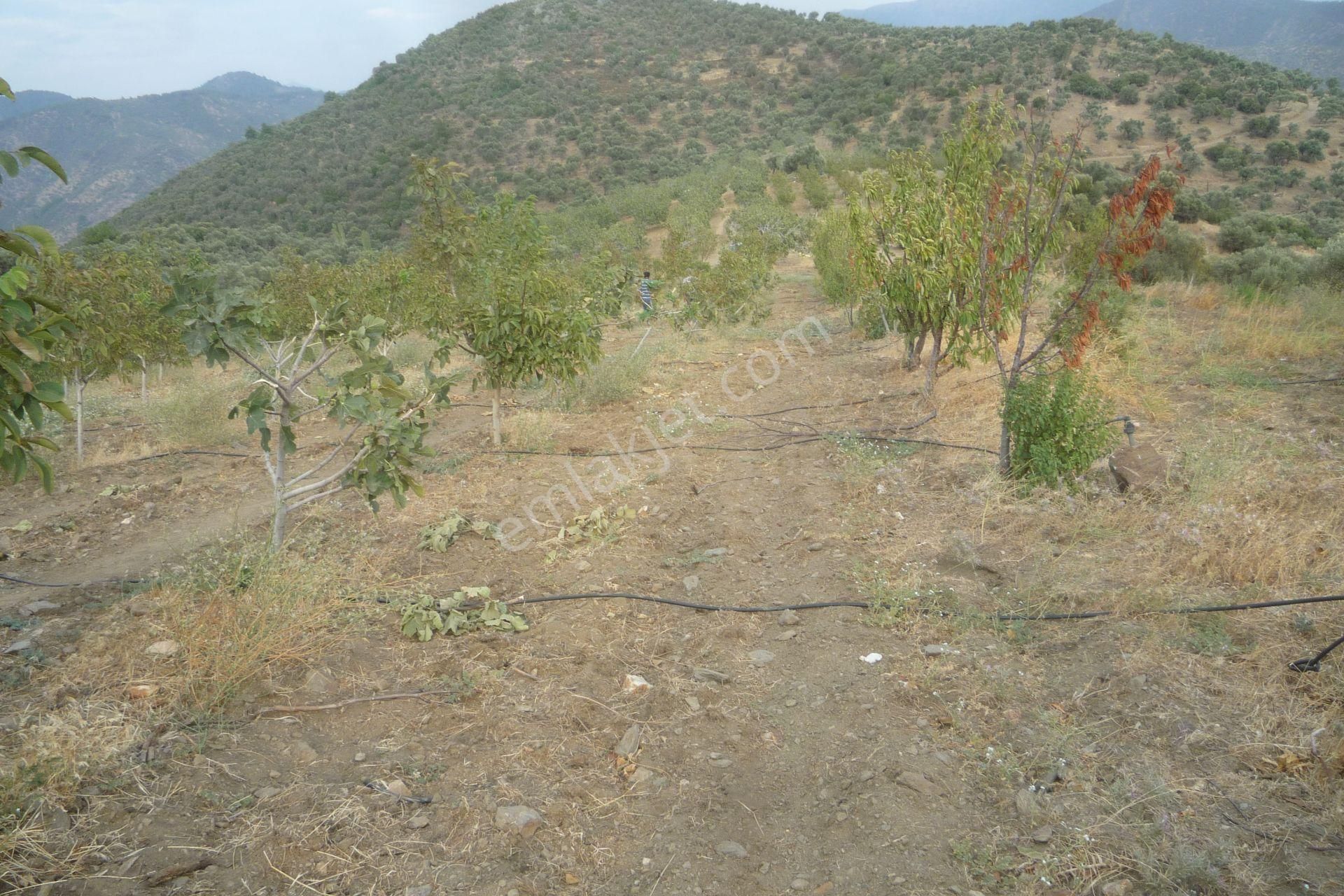 İzmir Torbalı Gold Emlaktan Satılık Harika Meyve Bahçesi - Görsel 16