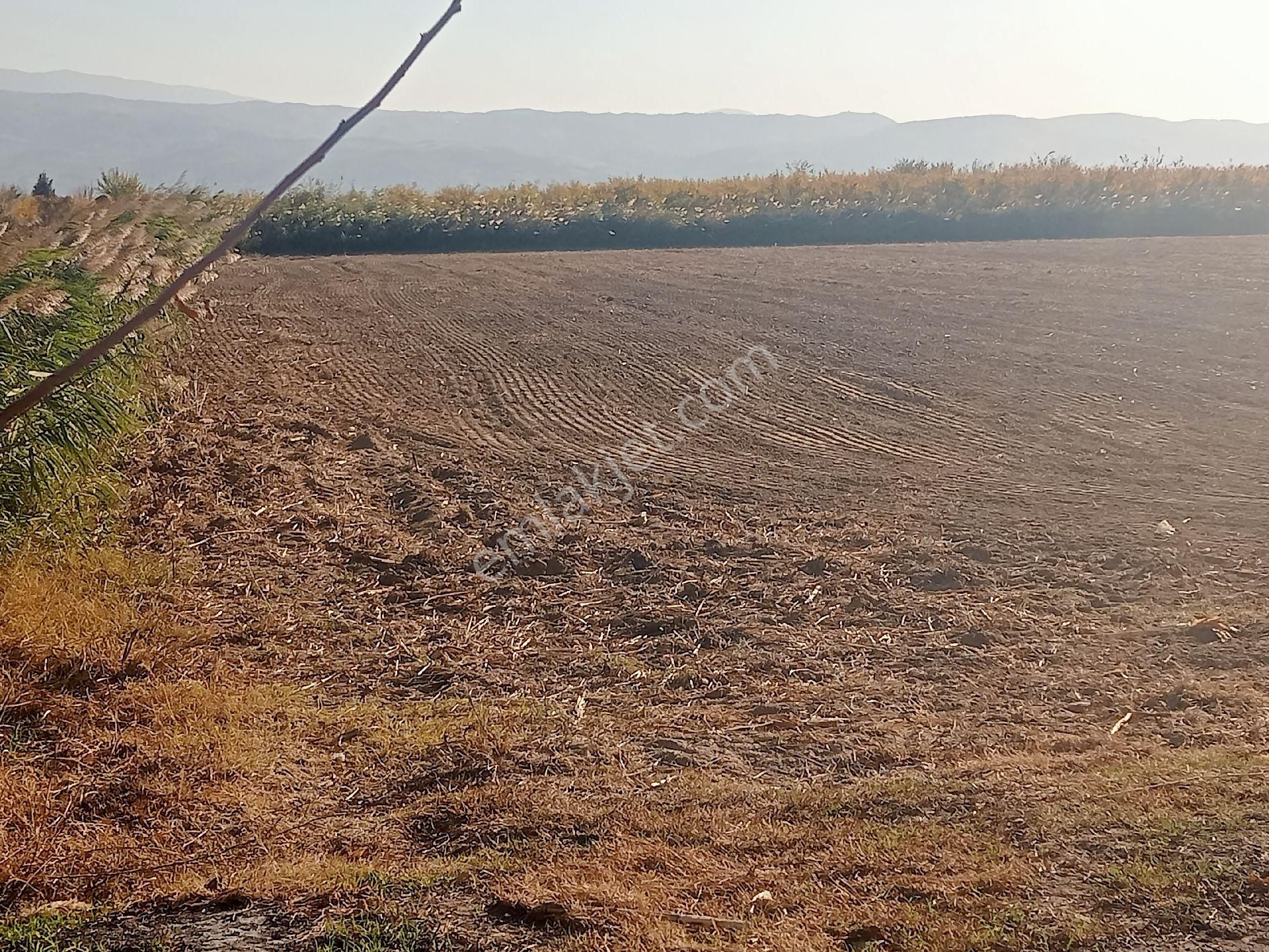 Sultanhisar Hisar Mah Tarla - Görsel 9