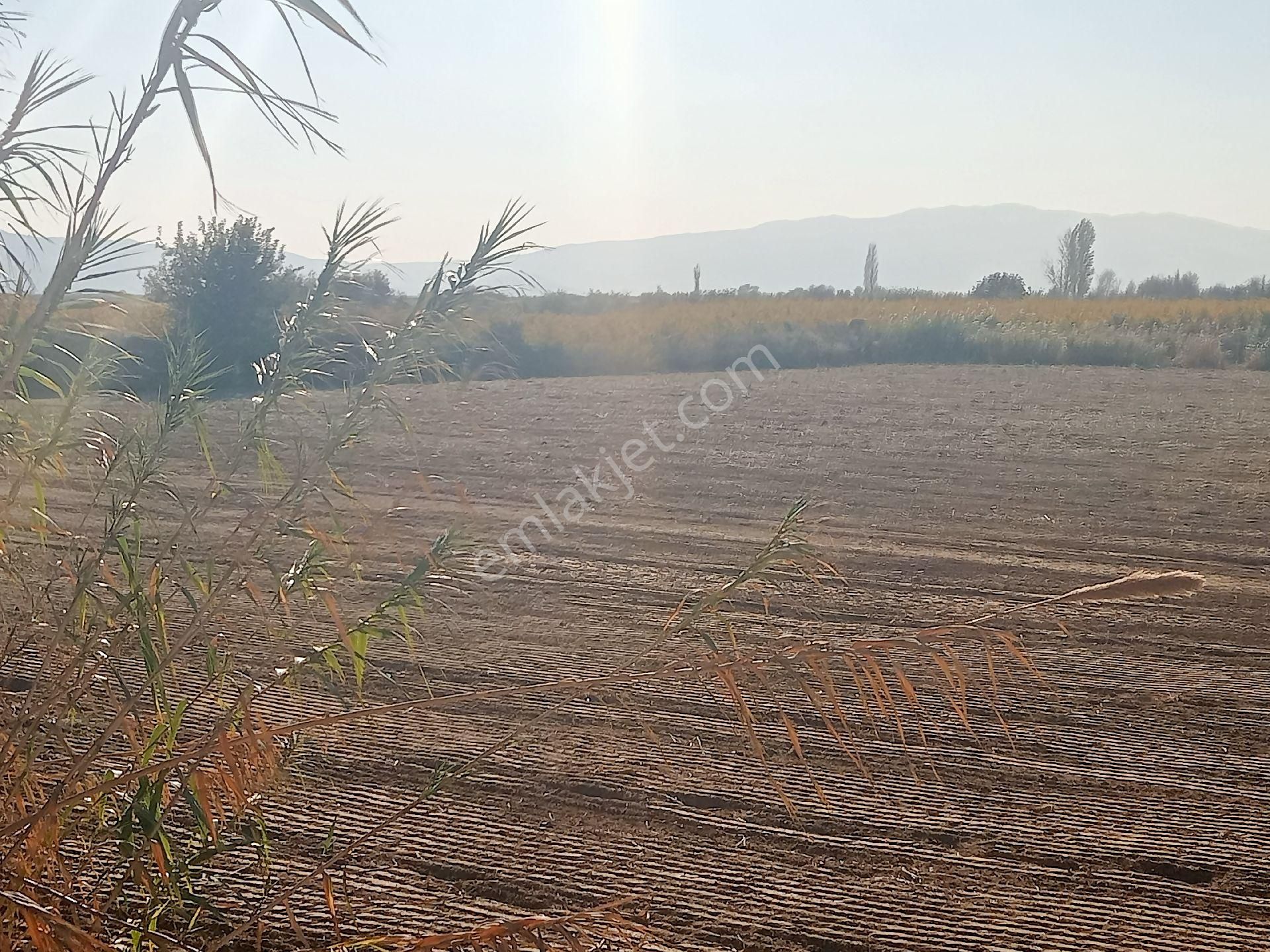 Sultanhisar Hisar Mah Tarla - Görsel 5