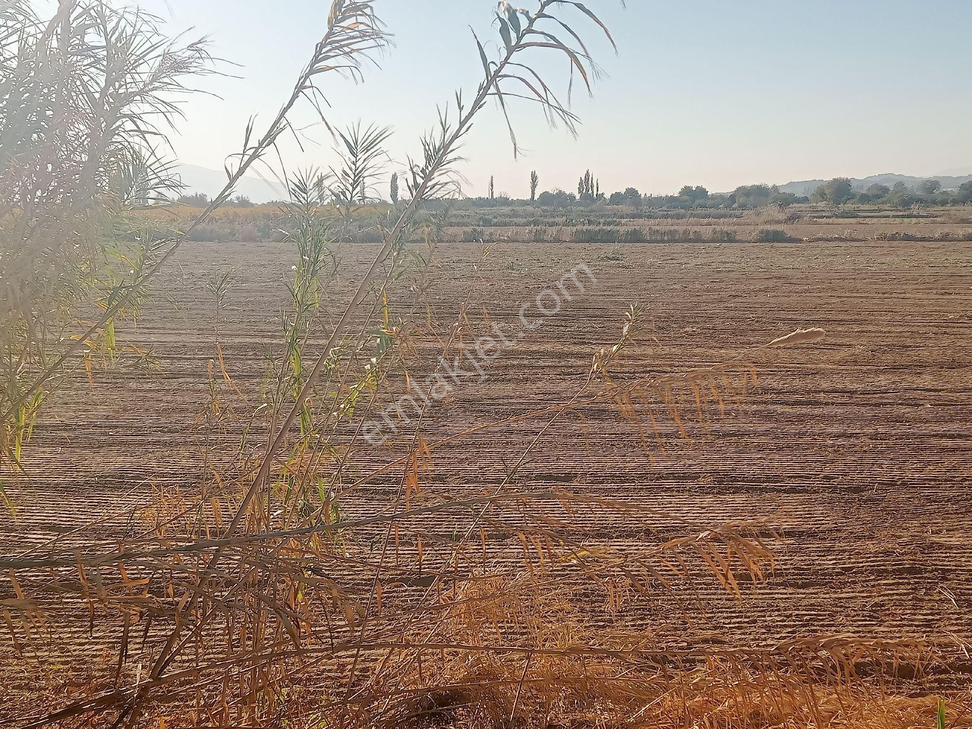 Sultanhisar Hisar Mah Tarla - Görsel 4