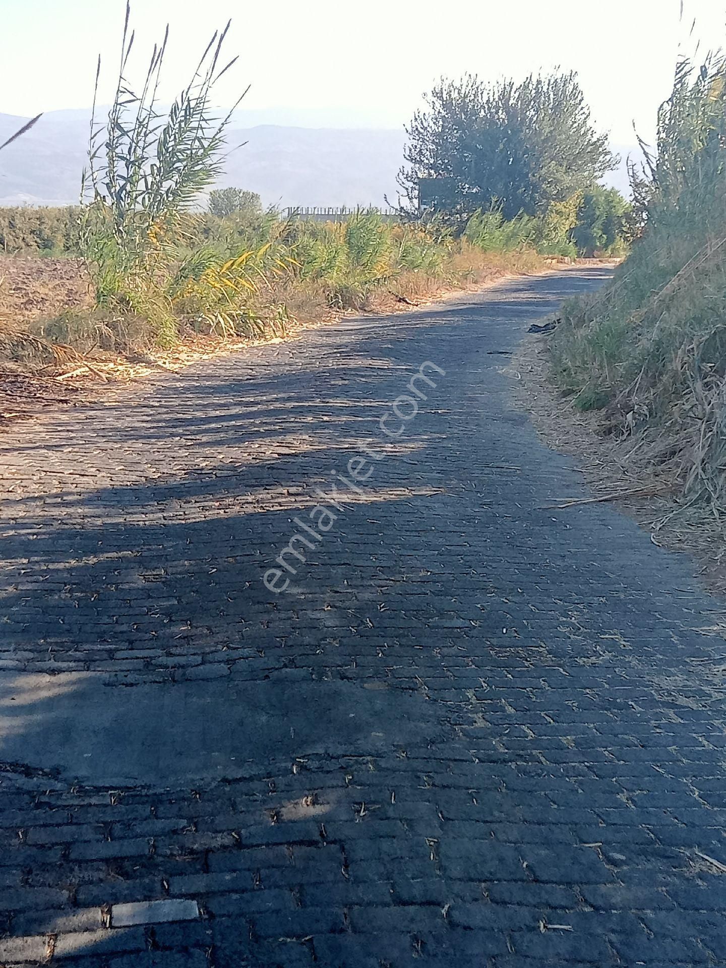 Sultanhisar Hisar Mah Tarla - Görsel 7