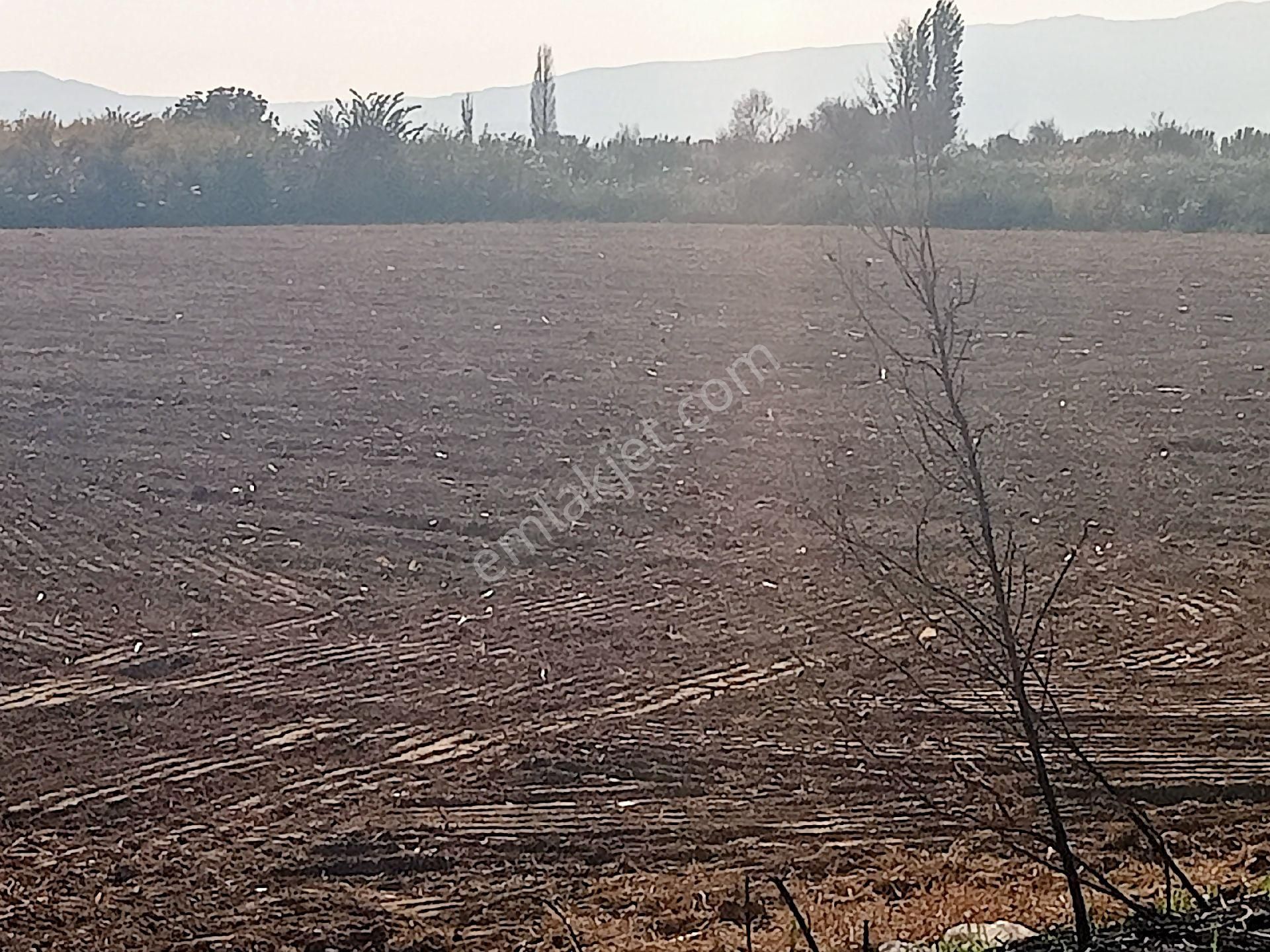 Sultanhisar Hisar Mah Tarla - Görsel 10