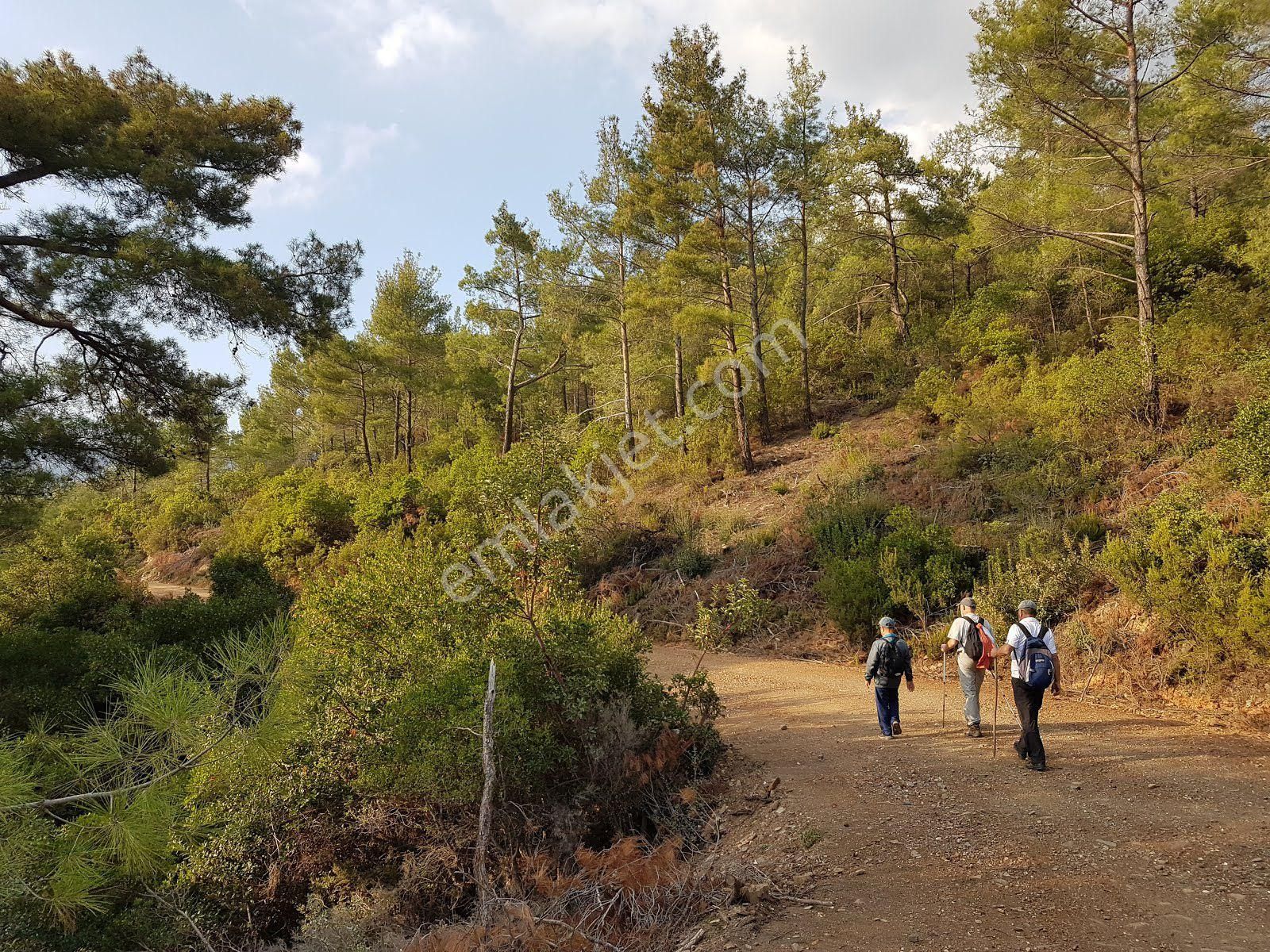 İzmir Bayındır Sarıyurt Köyünde Yatırıma Uygun Zeytin Tarlası - Görsel 6
