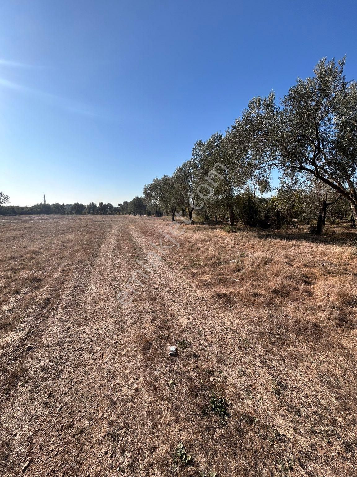 Menderes Altıntepe Satılık Tarla Mendereste 7500m2 İmarın Dibinde Düz Tarla