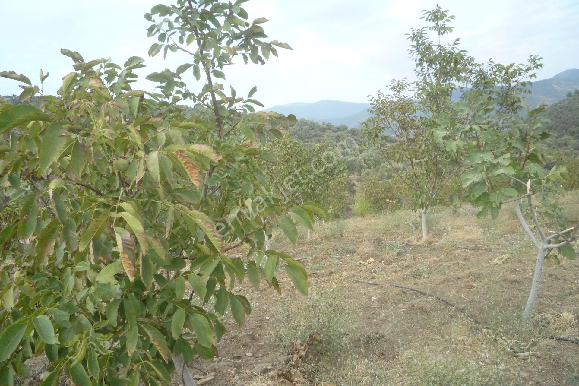 İzmir Torbalı Gold Emlaktan Satılık Meyve Bahçesi - Görsel 14