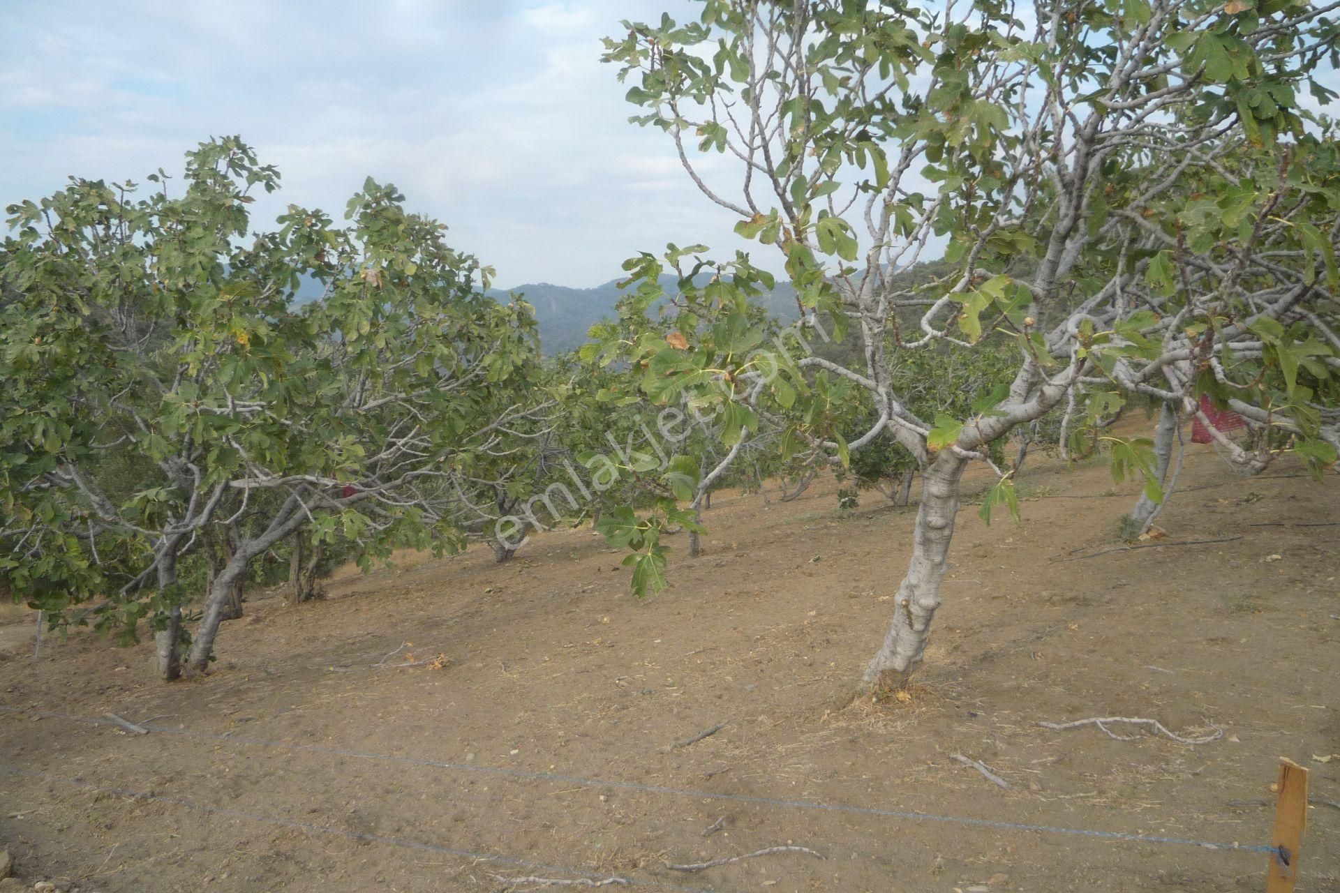 İzmir Torbalı Gold Emlaktan Satılık Meyve Bahçesi - Görsel 17