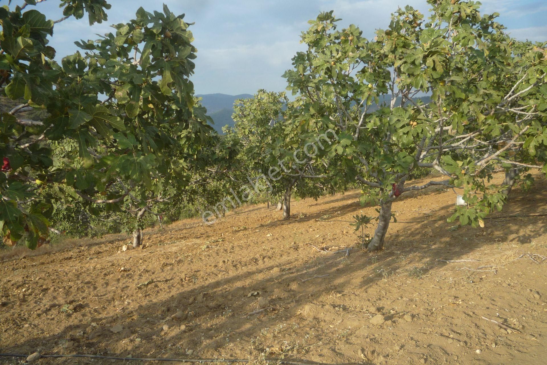 İzmir Torbalı Gold Emlaktan Satılık Meyve Bahçesi - Görsel 22