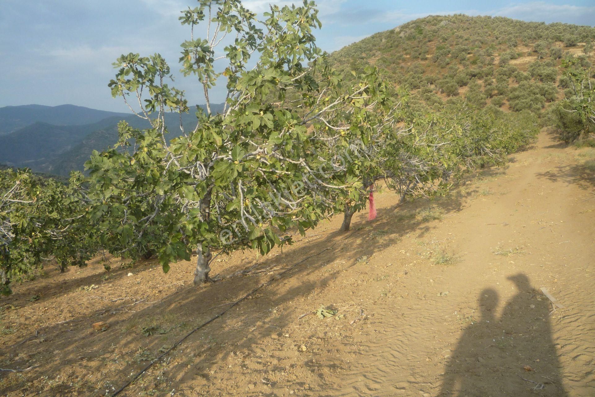 İzmir Torbalı Gold Emlaktan Satılık Meyve Bahçesi - Görsel 28