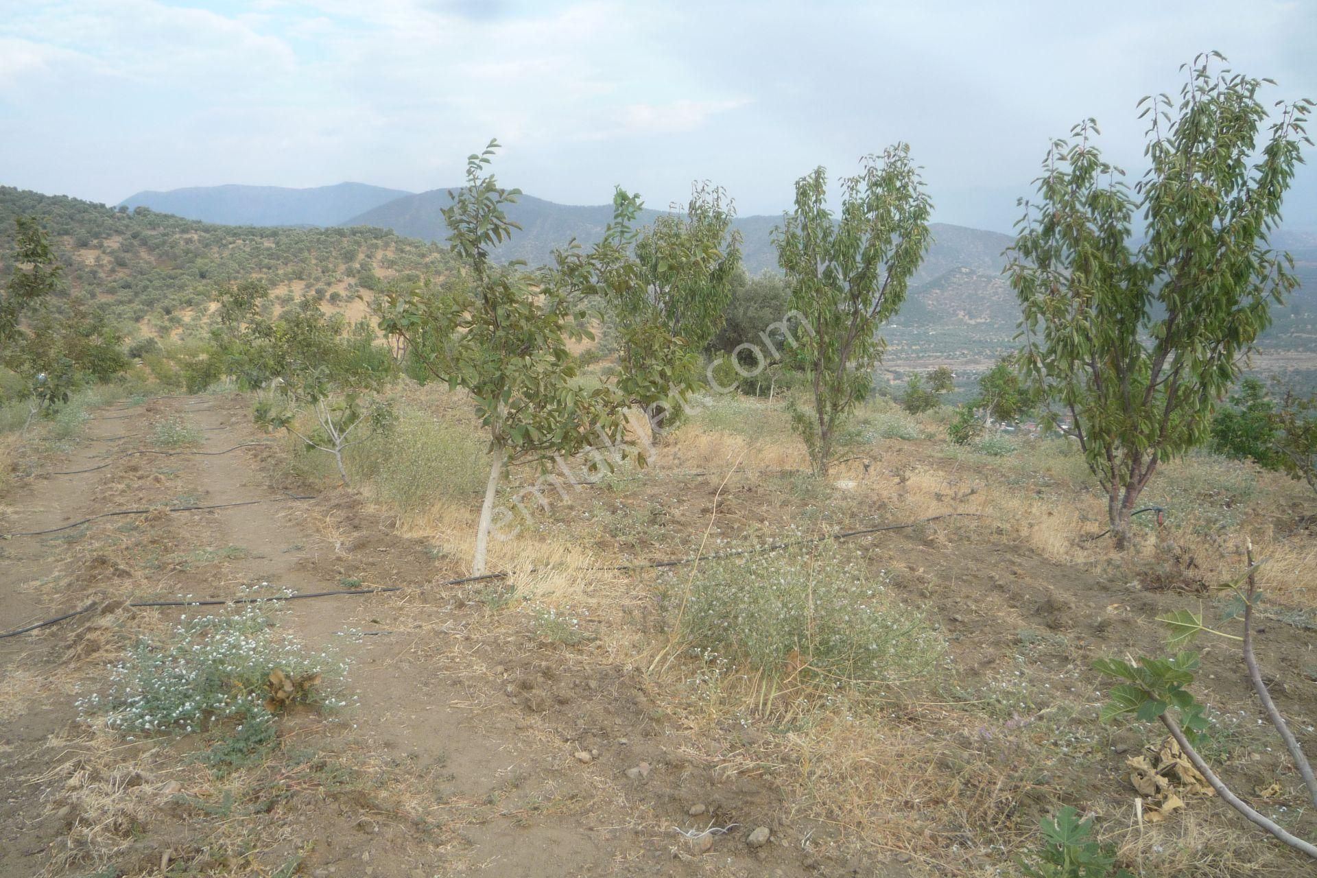 İzmir Torbalı Gold Emlaktan Satılık Meyve Bahçesi - Görsel 8