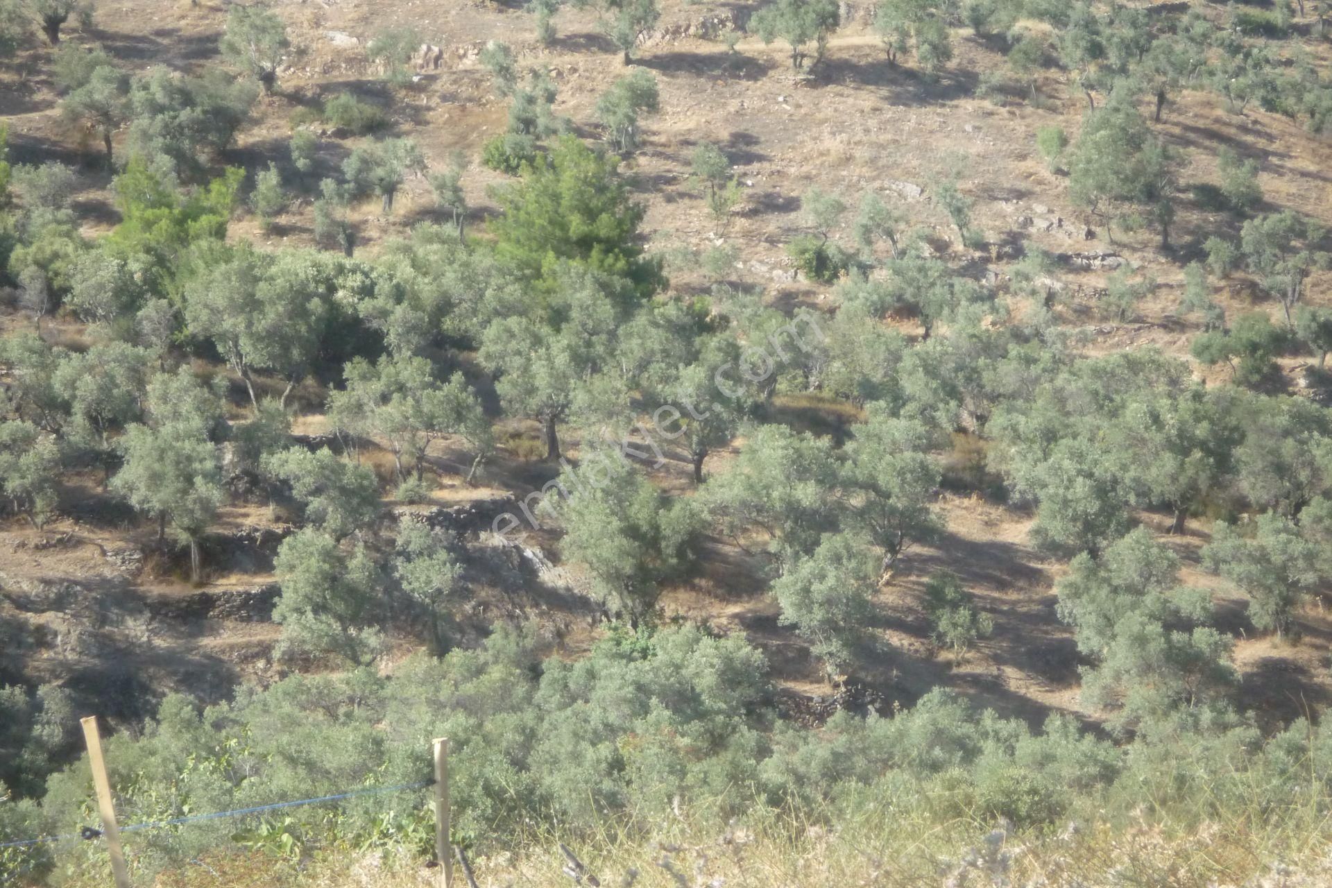 İzmir Torbalı Gold Emlaktan Satılık Meyve Bahçesi - Görsel 31