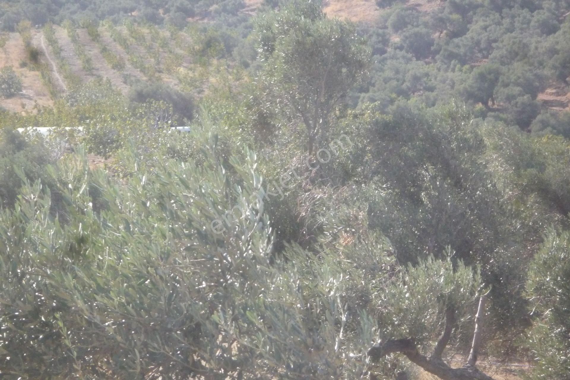 İzmir Torbalı Gold Emlaktan Satılık Meyve Bahçesi - Görsel 33