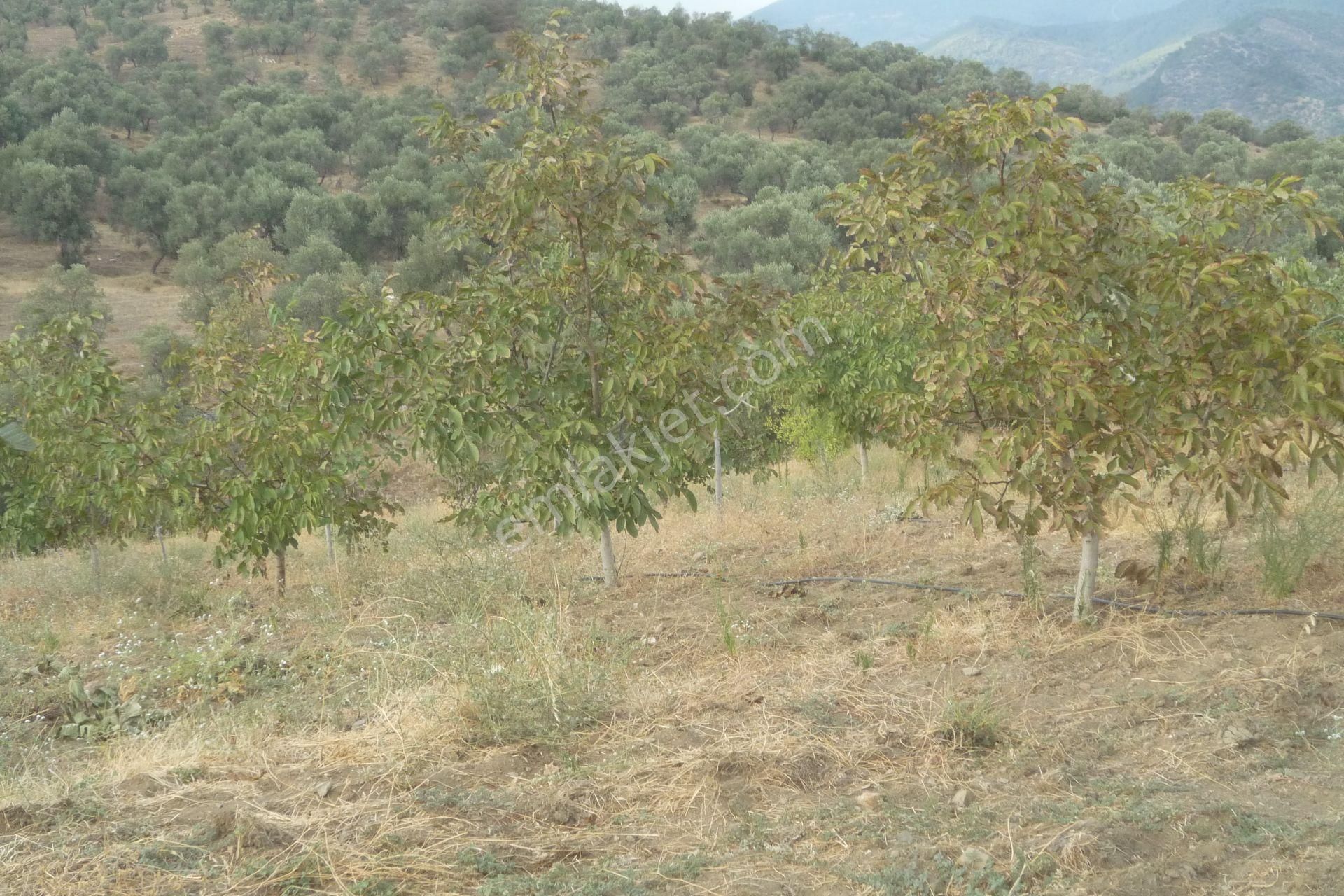 Bayındır Demircilik Satılık Bağ & Bahçe İzmir Torbalı Gold Emlaktan Satılık Meyve Bahçesi