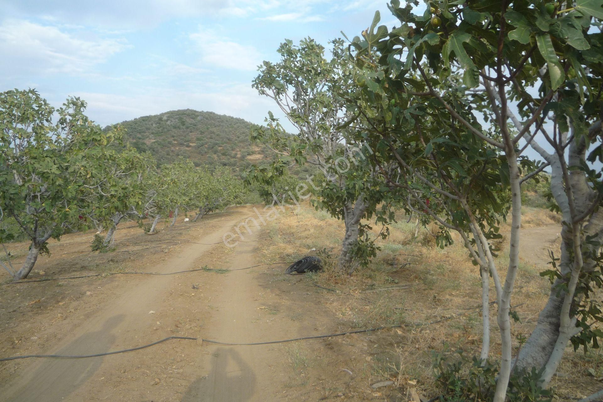 İzmir Torbalı Gold Emlaktan Satılık Meyve Bahçesi - Görsel 19