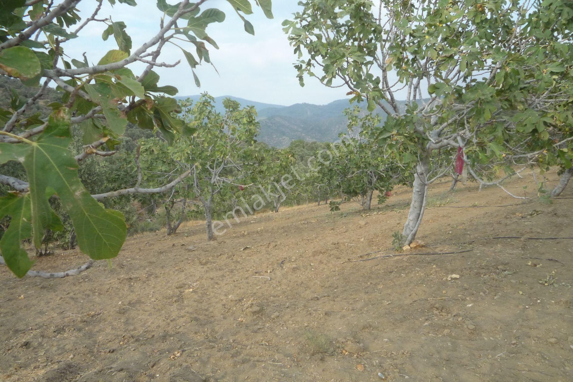 İzmir Torbalı Gold Emlaktan Satılık Meyve Bahçesi - Görsel 18