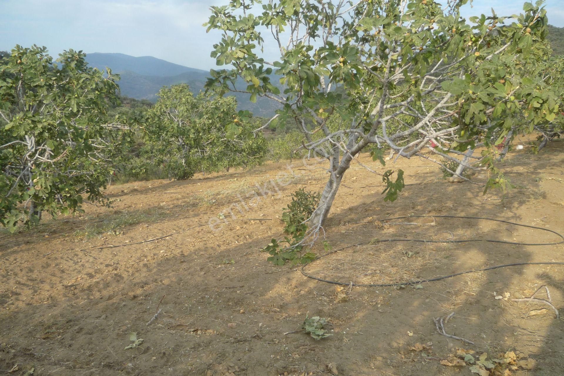 İzmir Torbalı Gold Emlaktan Satılık Meyve Bahçesi - Görsel 20