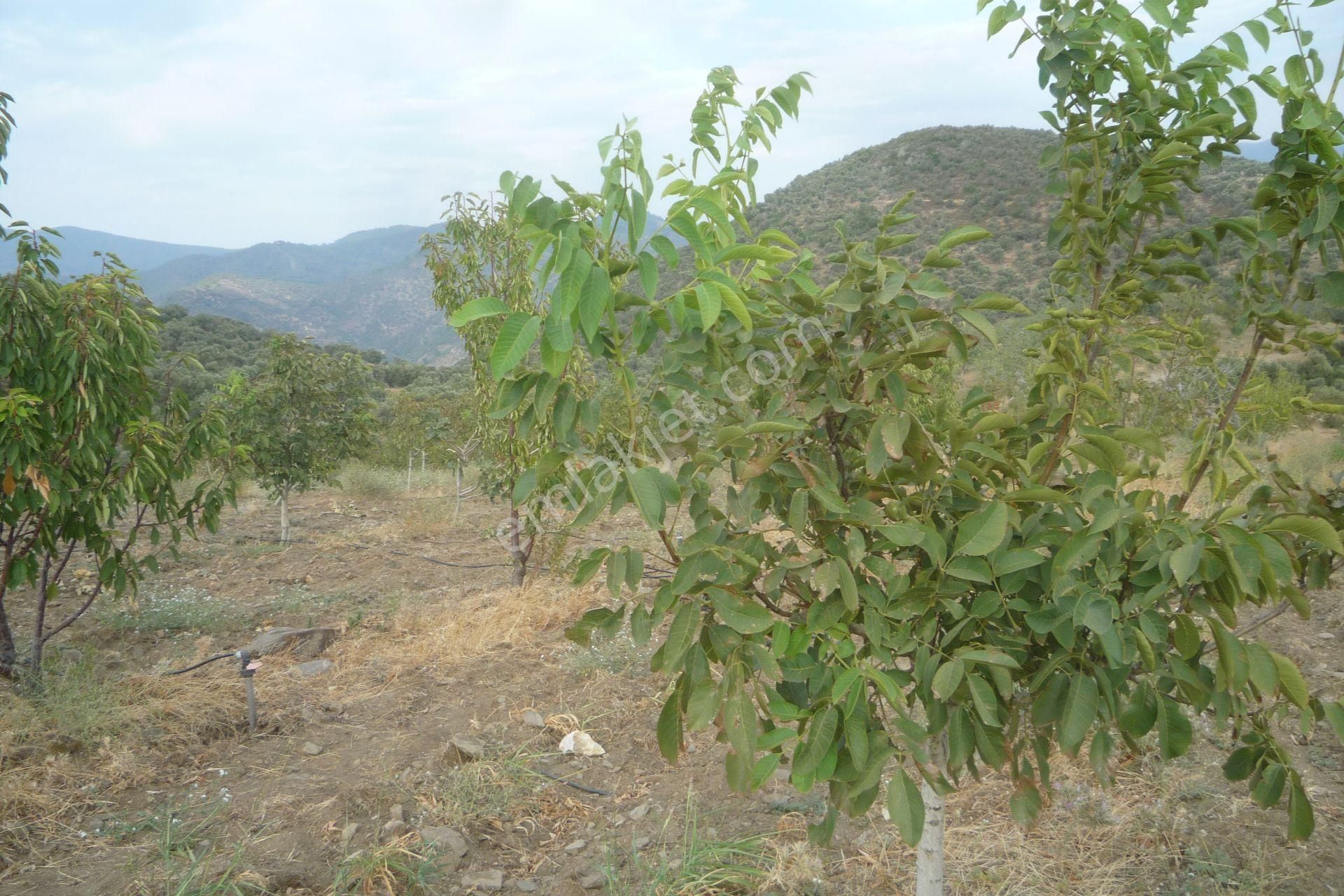 İzmir Torbalı Gold Emlaktan Satılık Meyve Bahçesi - Görsel 11