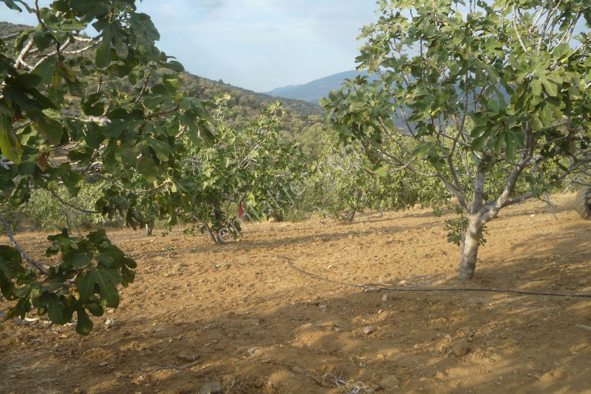 İzmir Torbalı Gold Emlaktan Satılık Meyve Bahçesi - Görsel 24