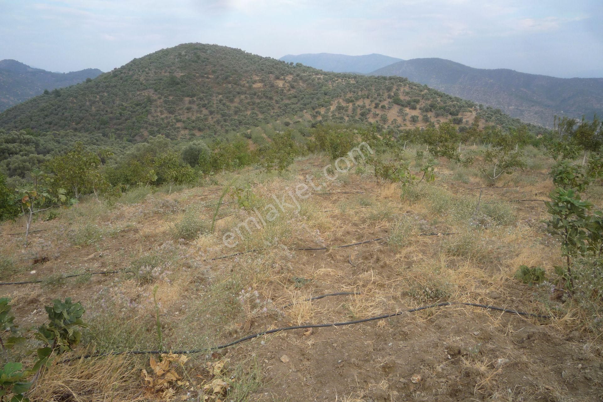 İzmir Torbalı Gold Emlaktan Satılık Meyve Bahçesi - Görsel 10